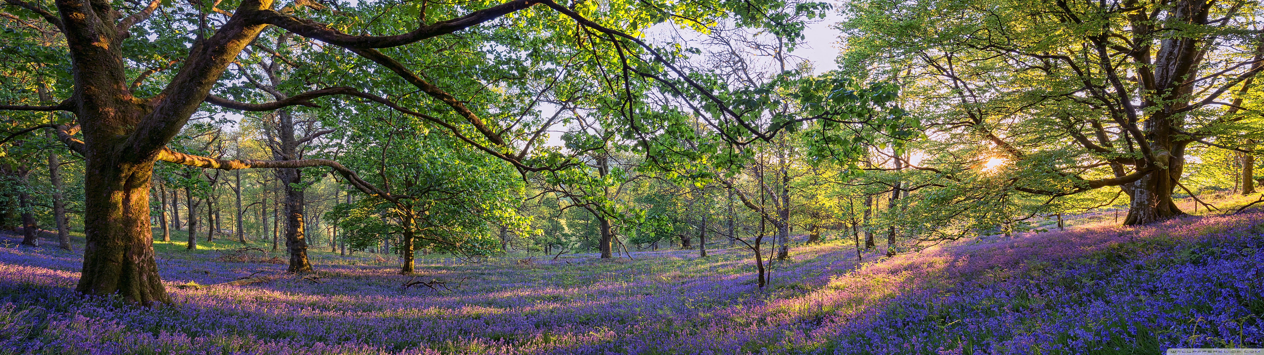 English Bluebells Flowers Ultra HD Desktop Background Wallpaper for 4K UHD TV, Widescreen & UltraWide Desktop & Laptop, Multi Display, Dual & Triple Monitor, Tablet