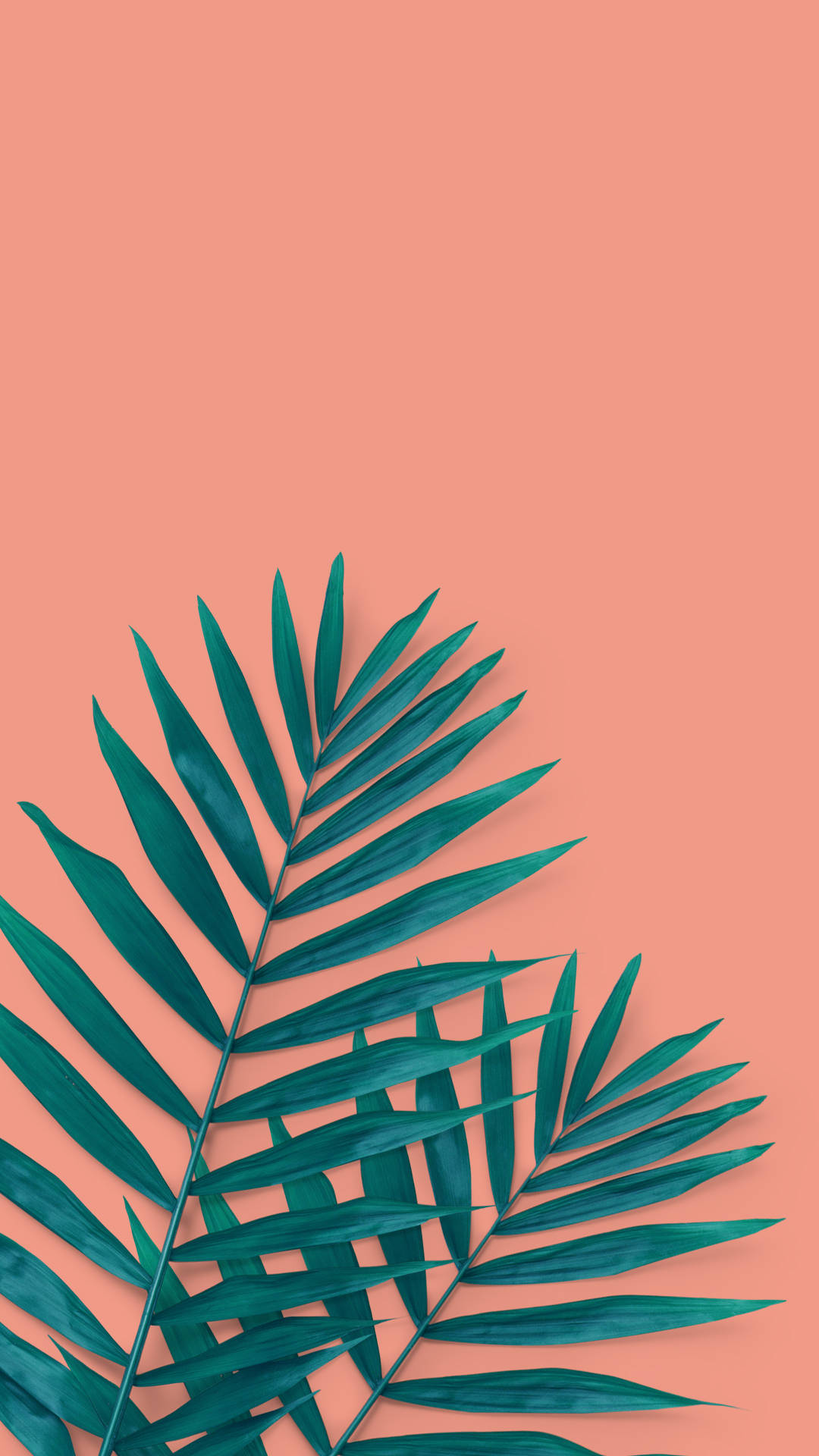 Download Tropical Palm Leaves Summer iPhone Wallpaper