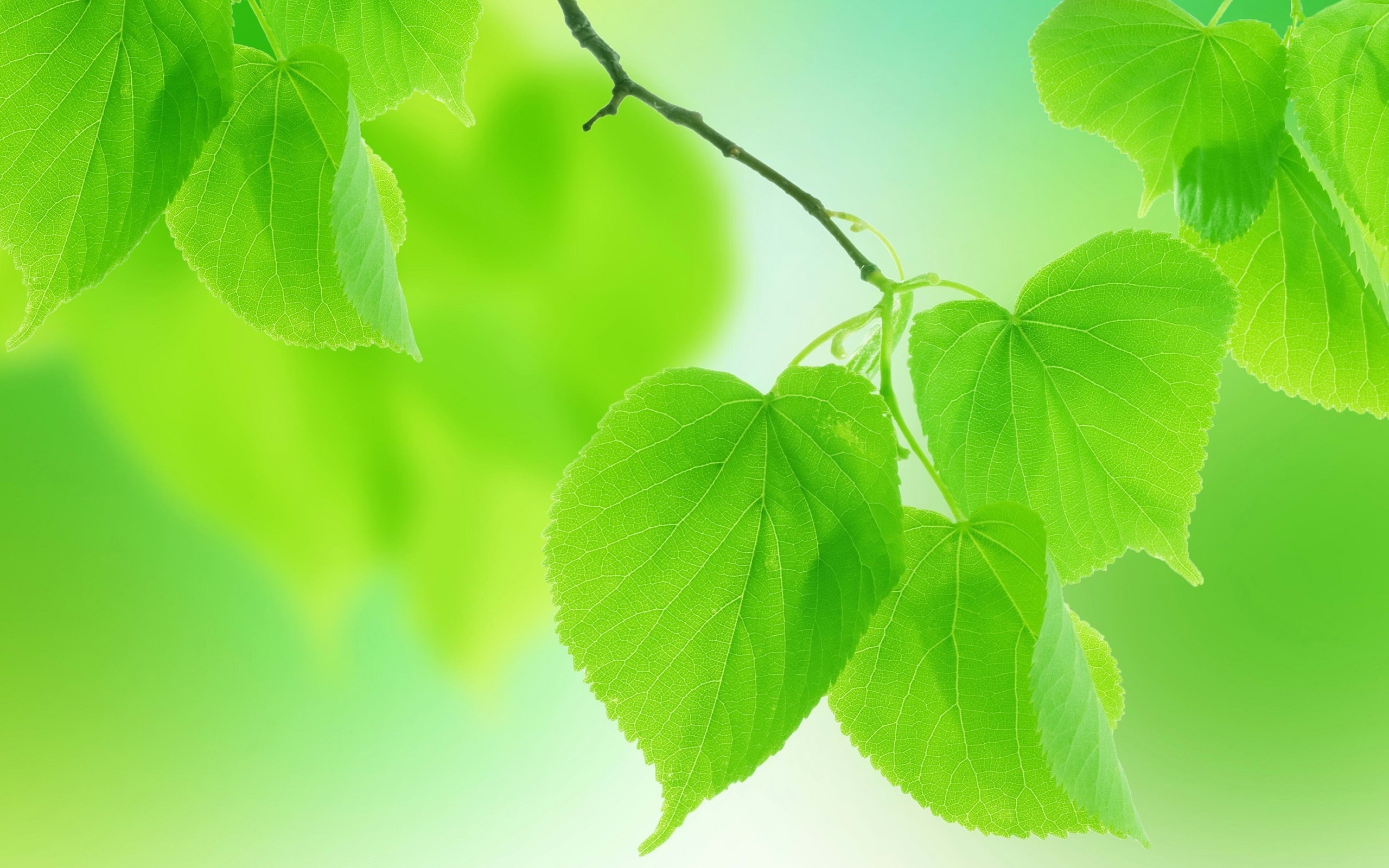 Wallpaper Summer Green Leaves Close Up, Blurred Background 2560x1600 HD Picture, Image