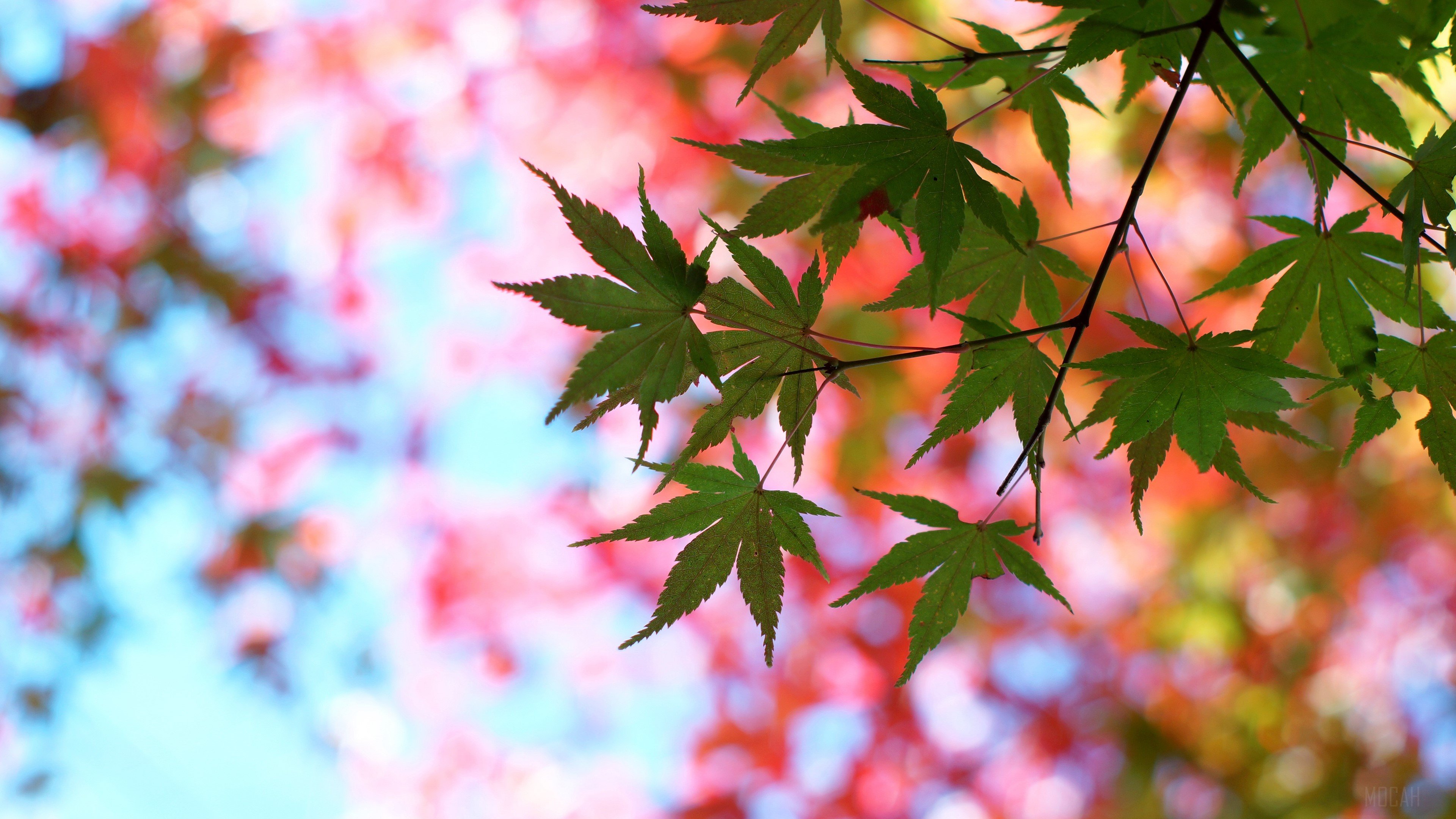 leaves, maple, glare, branch, tree, summer 4k Gallery HD Wallpaper