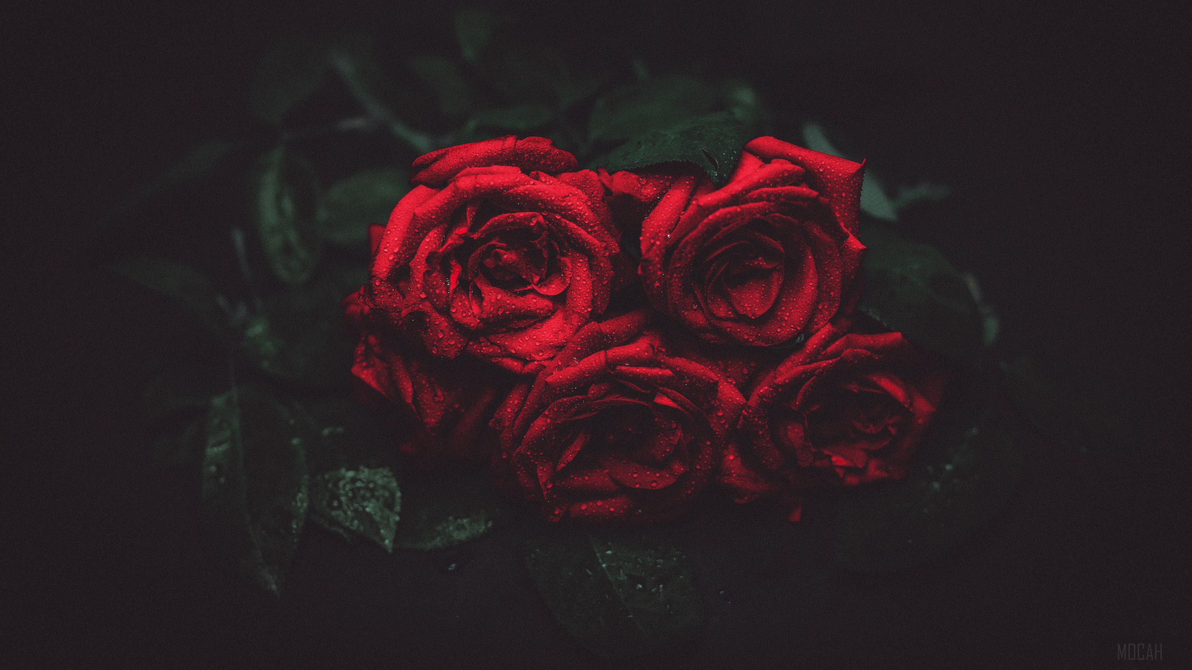 roses, drops, buds, dark background 4k Gallery HD Wallpaper