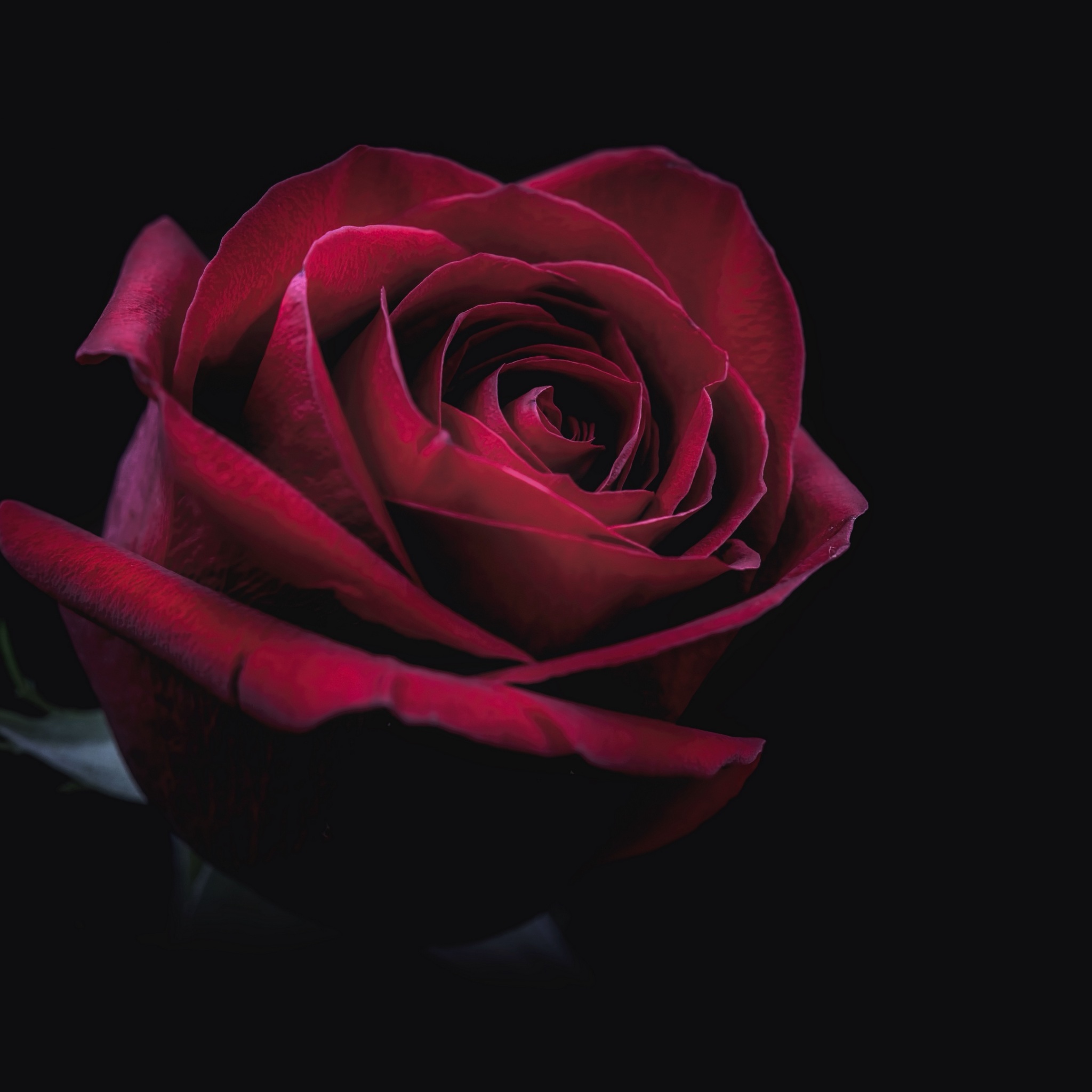 Wallpaper 4k Rose, Bud, Red, Dark, Close Up 4k Wallpaper