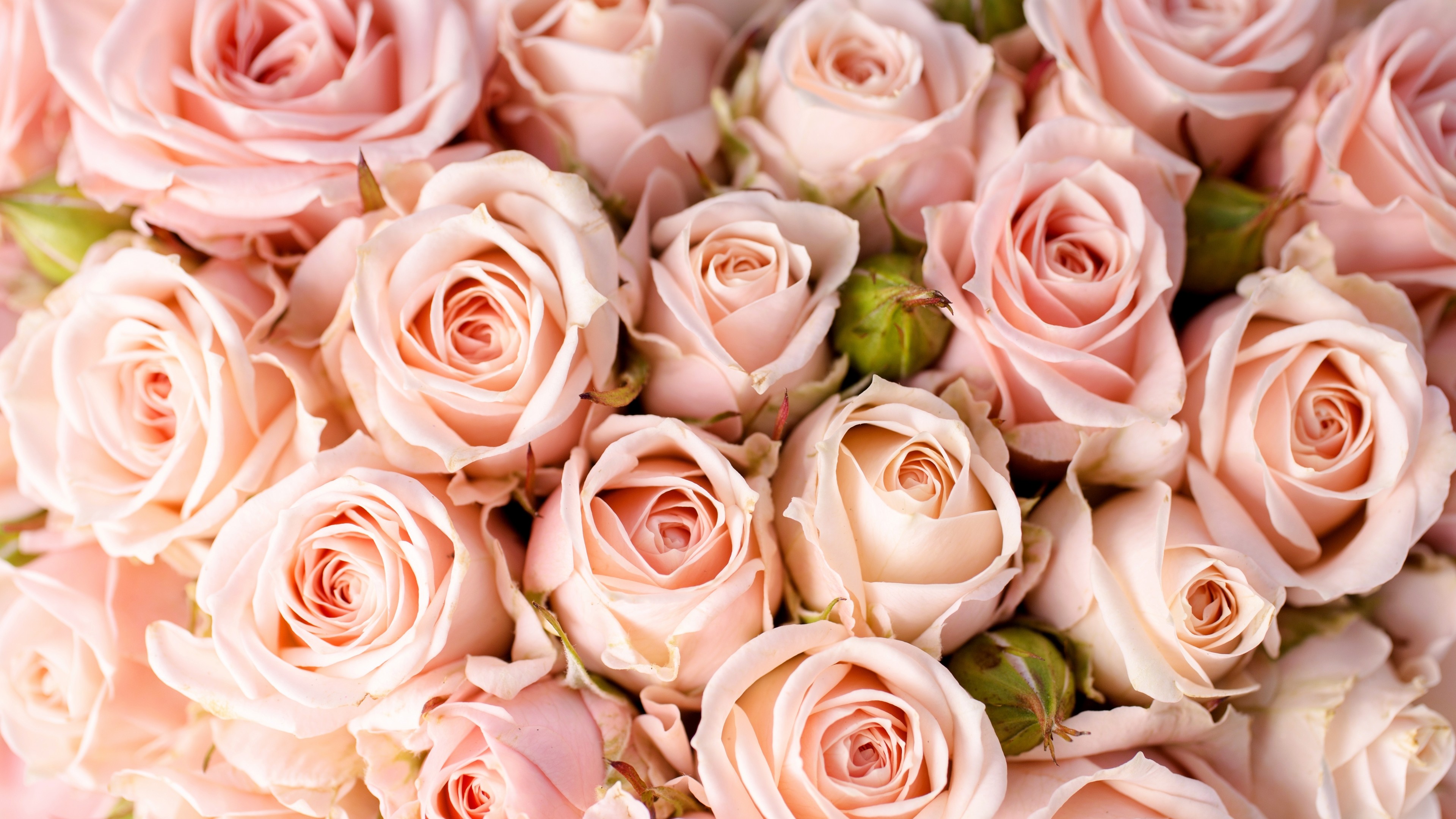 Wallpaper Roses, 5k, 4k wallpaper, 8k
