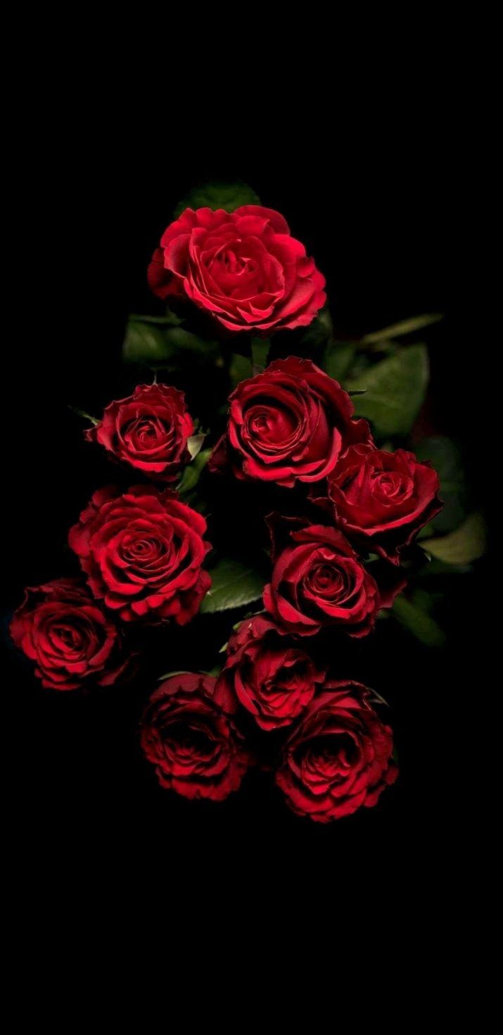 Rose Wallpaper 32. Rose wallpaper