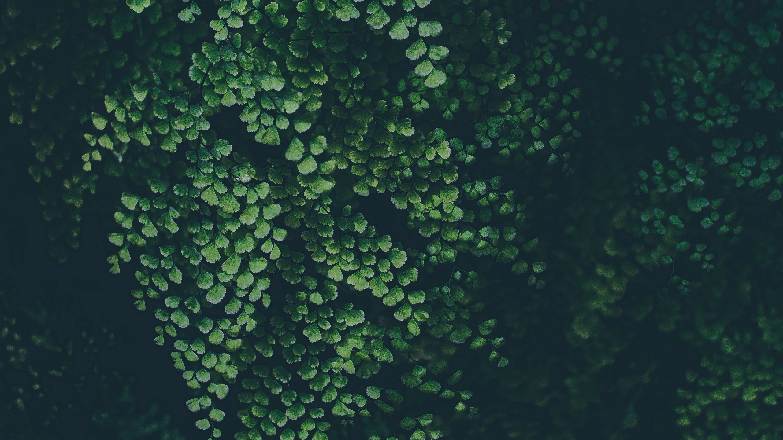 Wallpaper / leaves, green, plant, blur, 4k free download