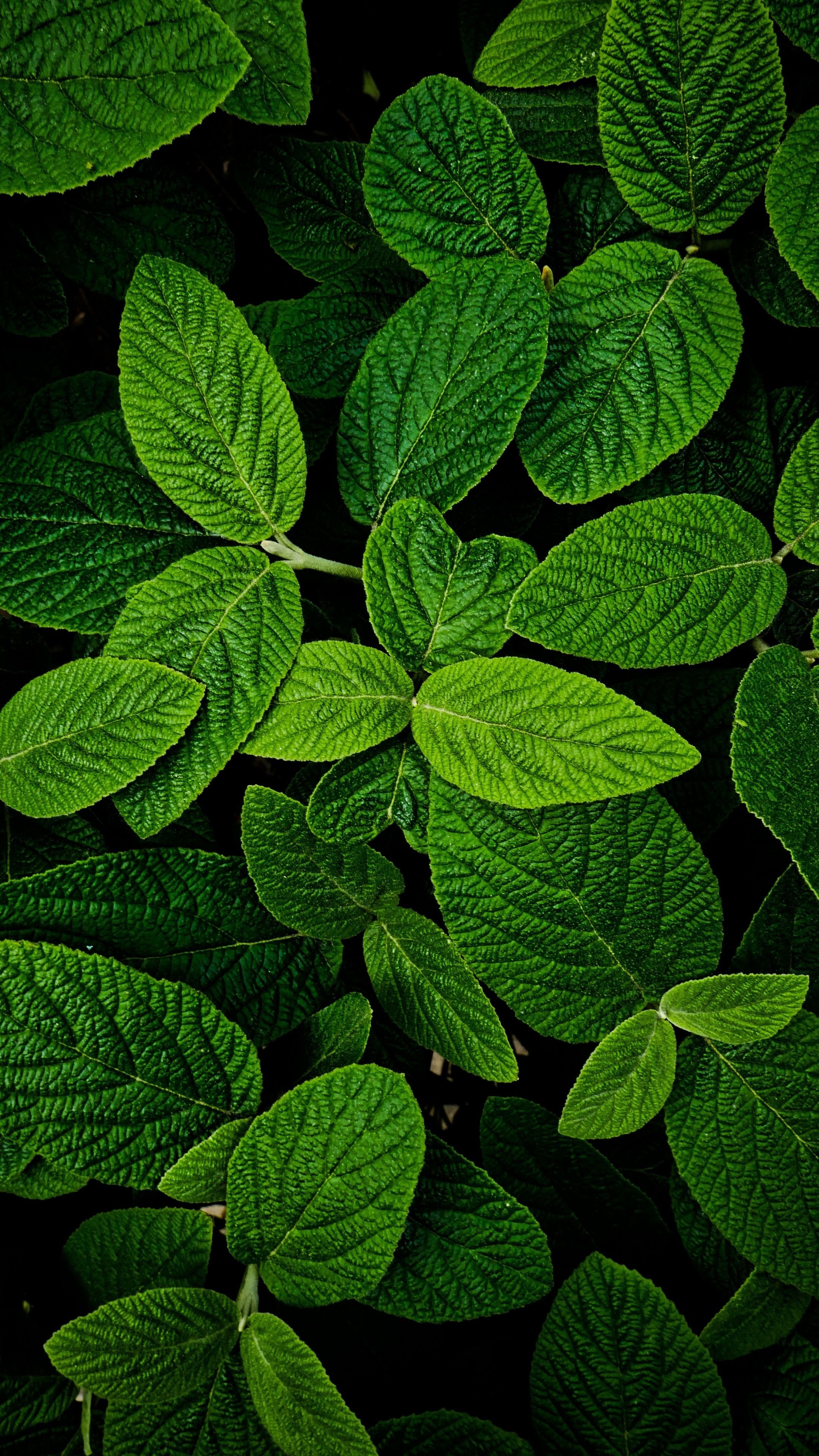 Green Leaf Wallpaper: 4K, HD, 1920x1080 Phone & Desktop Background