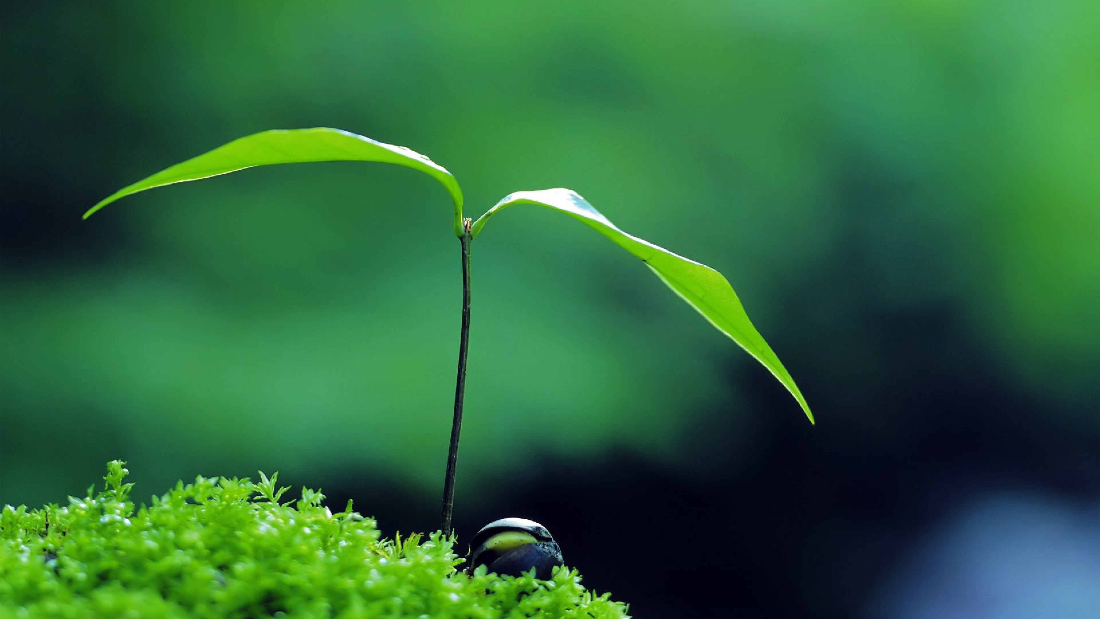 Free download Plant Green Zen Wallpaper 4K UHDTV Resolution Wallpaper HD Pub [3840x2160] for your Desktop, Mobile & Tablet. Explore Zen 4K Wallpaper. Peaceful Zen Wallpaper, Zen Buddhist Wallpaper