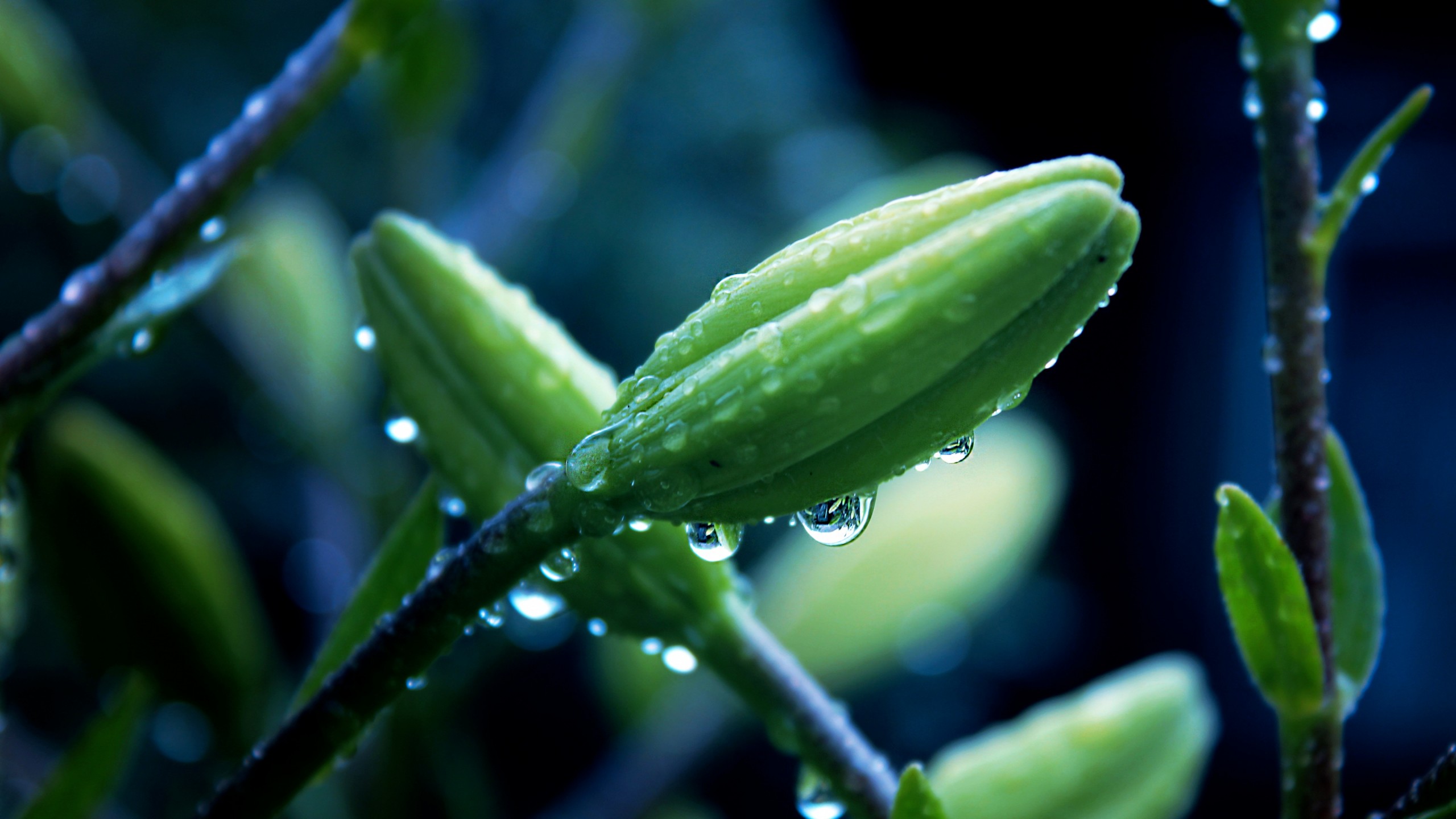 Wallpaper Flowers, HD, 4k wallpaper, plant, macro, drops, Nature