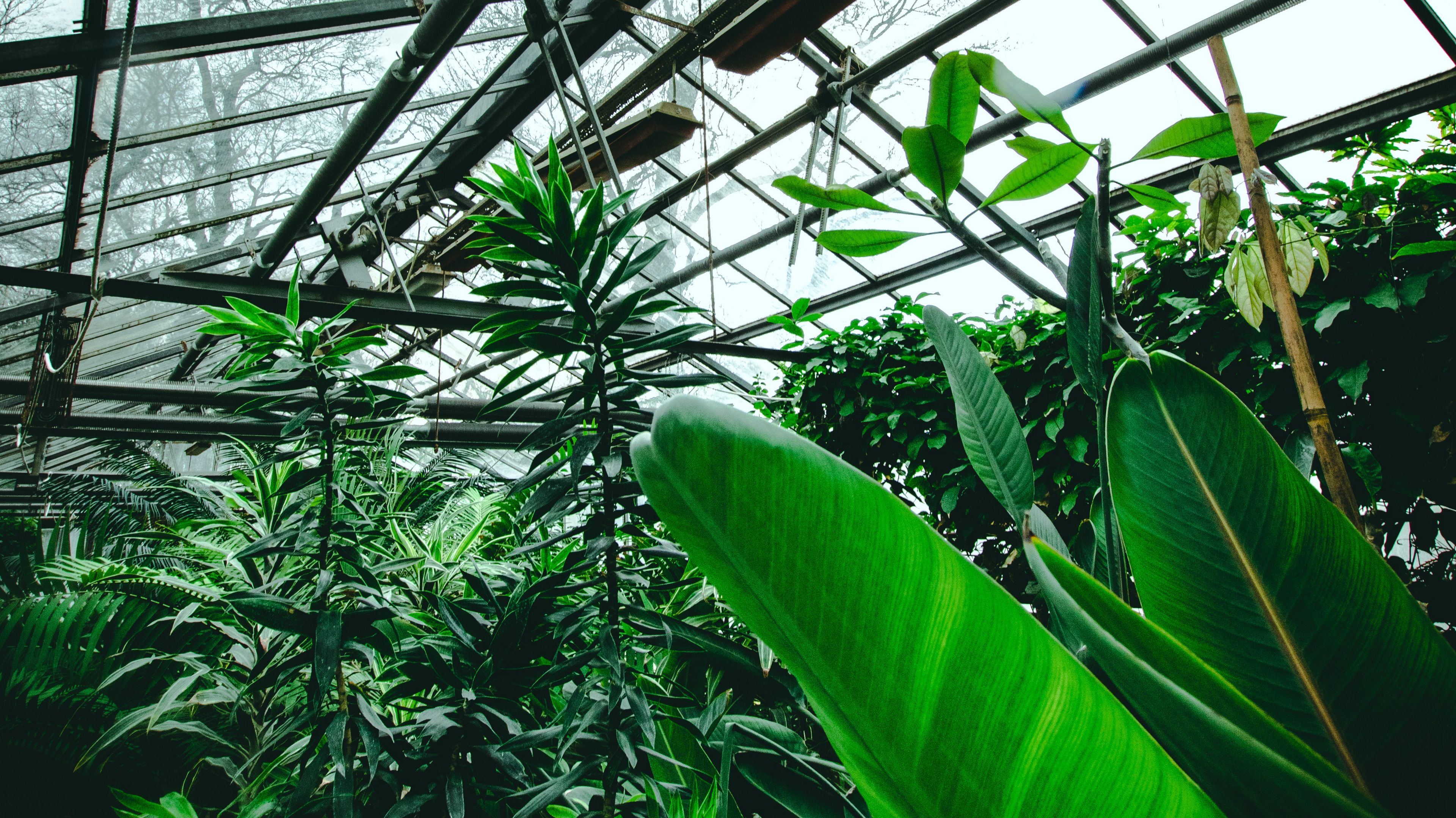 Download wallpaper 3840x2160 greenhouse, plants, tropical, leaves, green 4k uhd 16:9 HD background