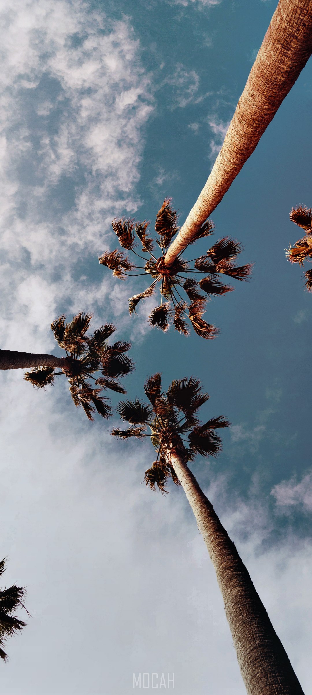 palm tree wallpaper HD wallpaper and summer wallpaper hd, Xiaomi Redmi K30 Pro wallpaper free download, 1080x2400 Gallery HD Wallpaper