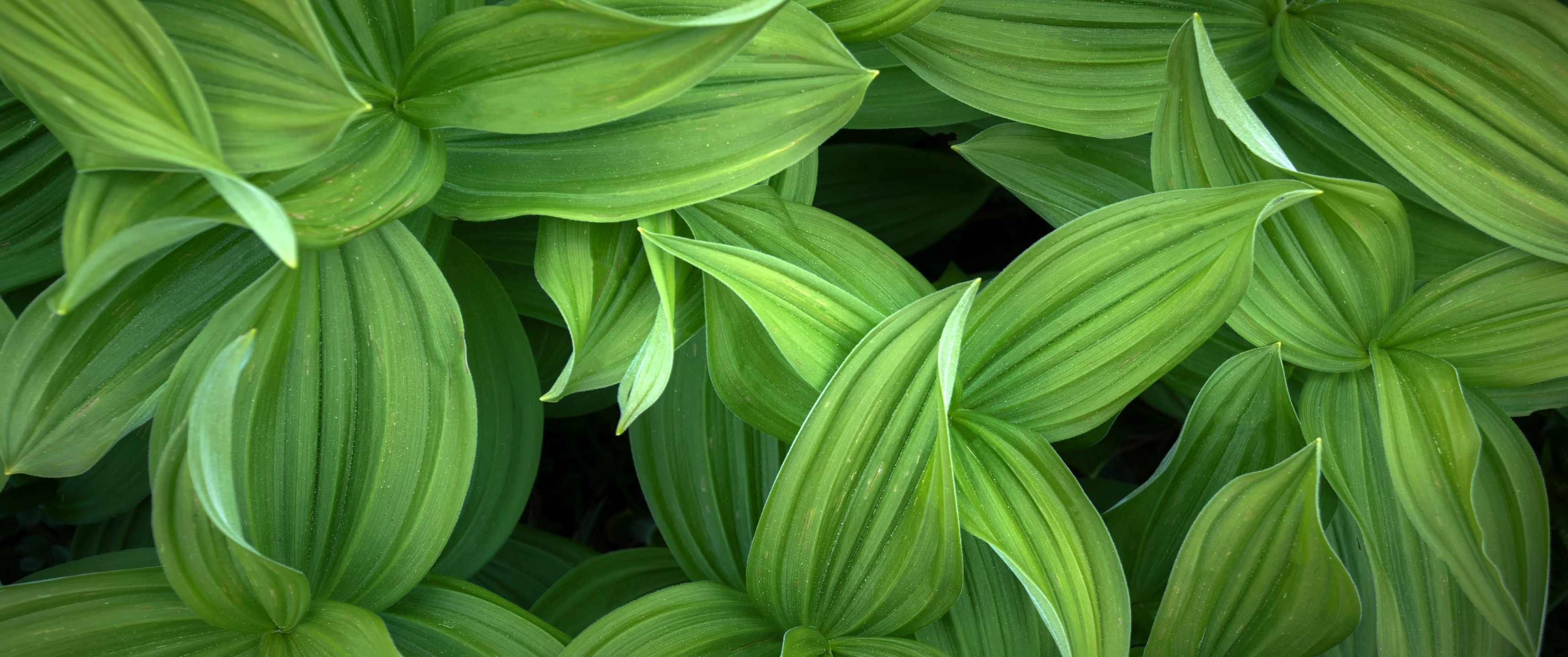 Green leaves Wallpaper 4K, Closeup, Plant, 5K, Nature