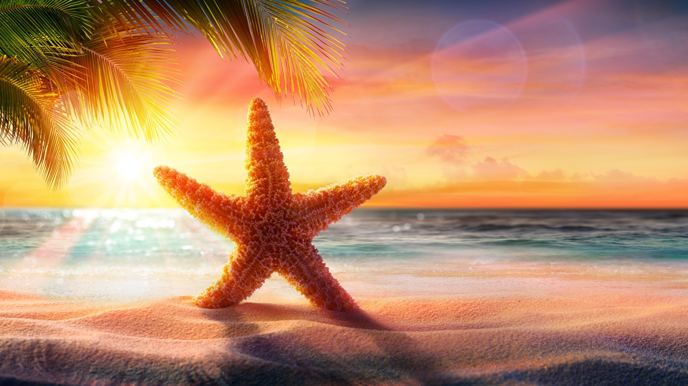 Picture sea stars Beach Sea Summer Nature Sand sunrise and 1366x768