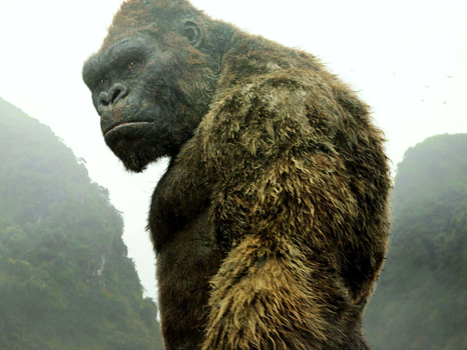 King Kong 4k Wallpaper