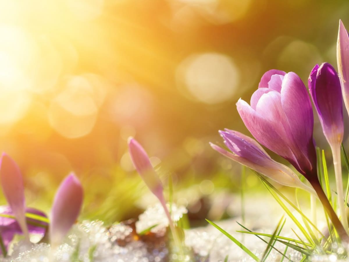 Spring Quotes—First Day of Spring