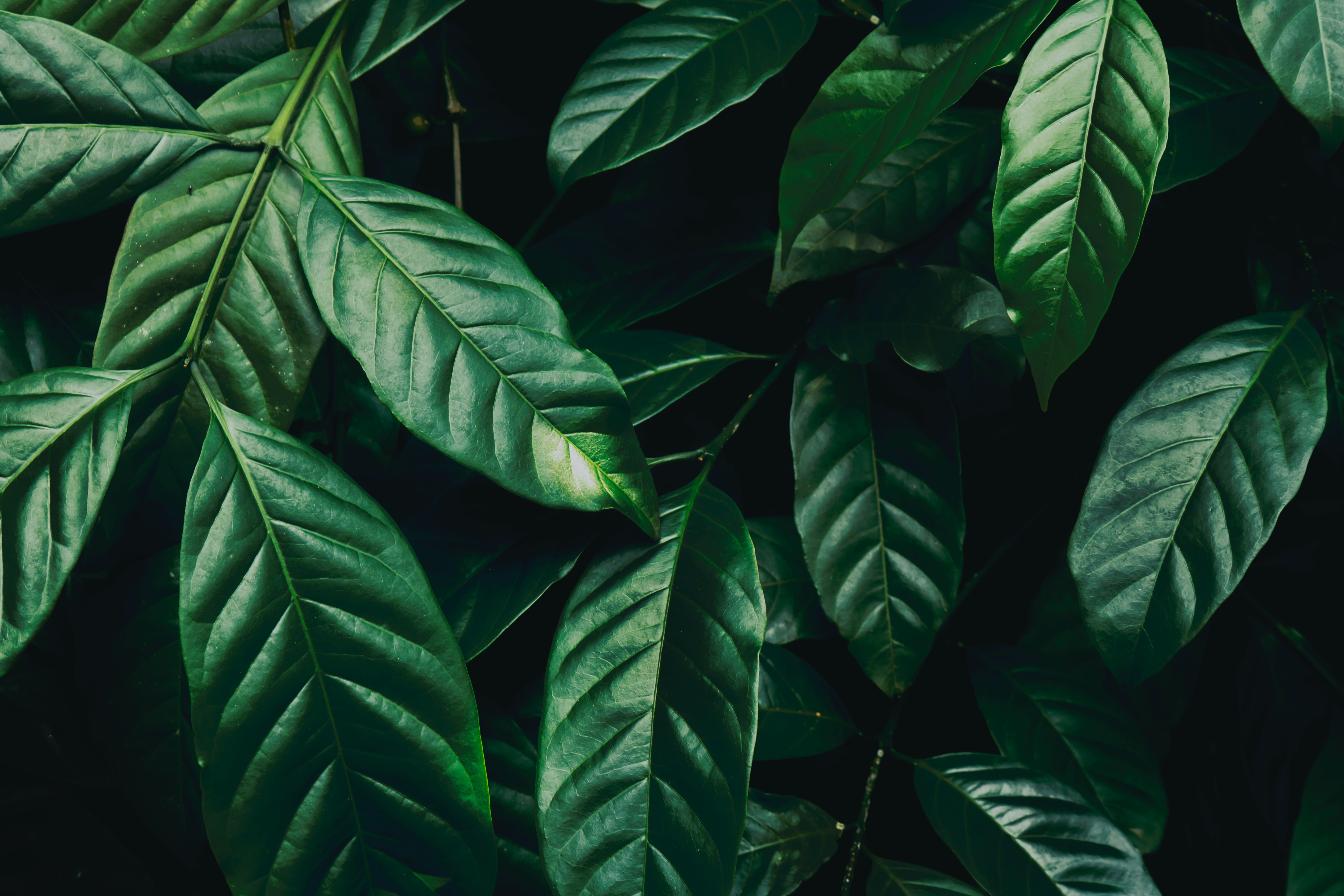 Dark Green Plants Photo, Download The BEST Free Dark Green Plants & HD Image
