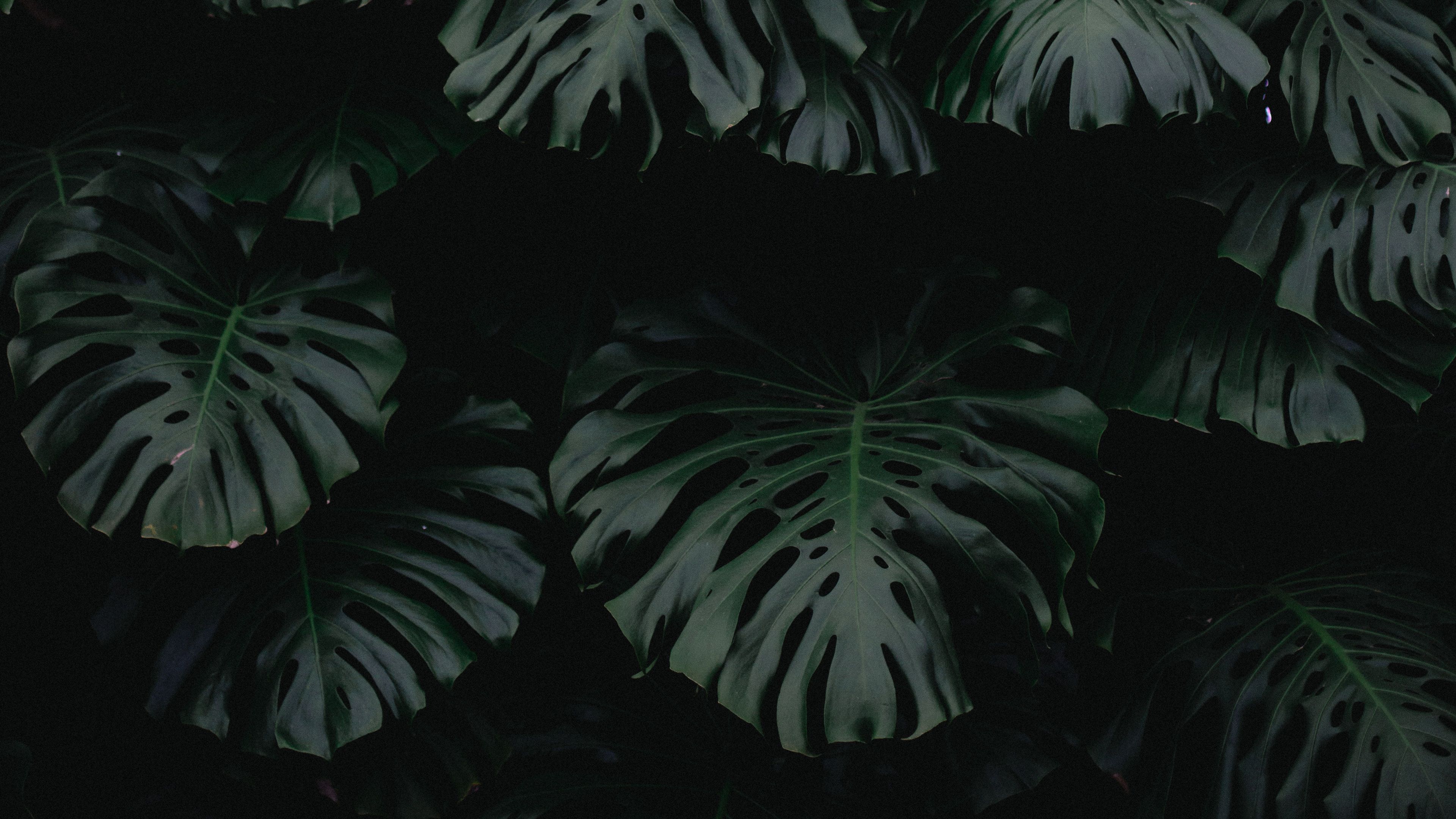 Wallpaper / leaf, green, dark, plant, 4k free download