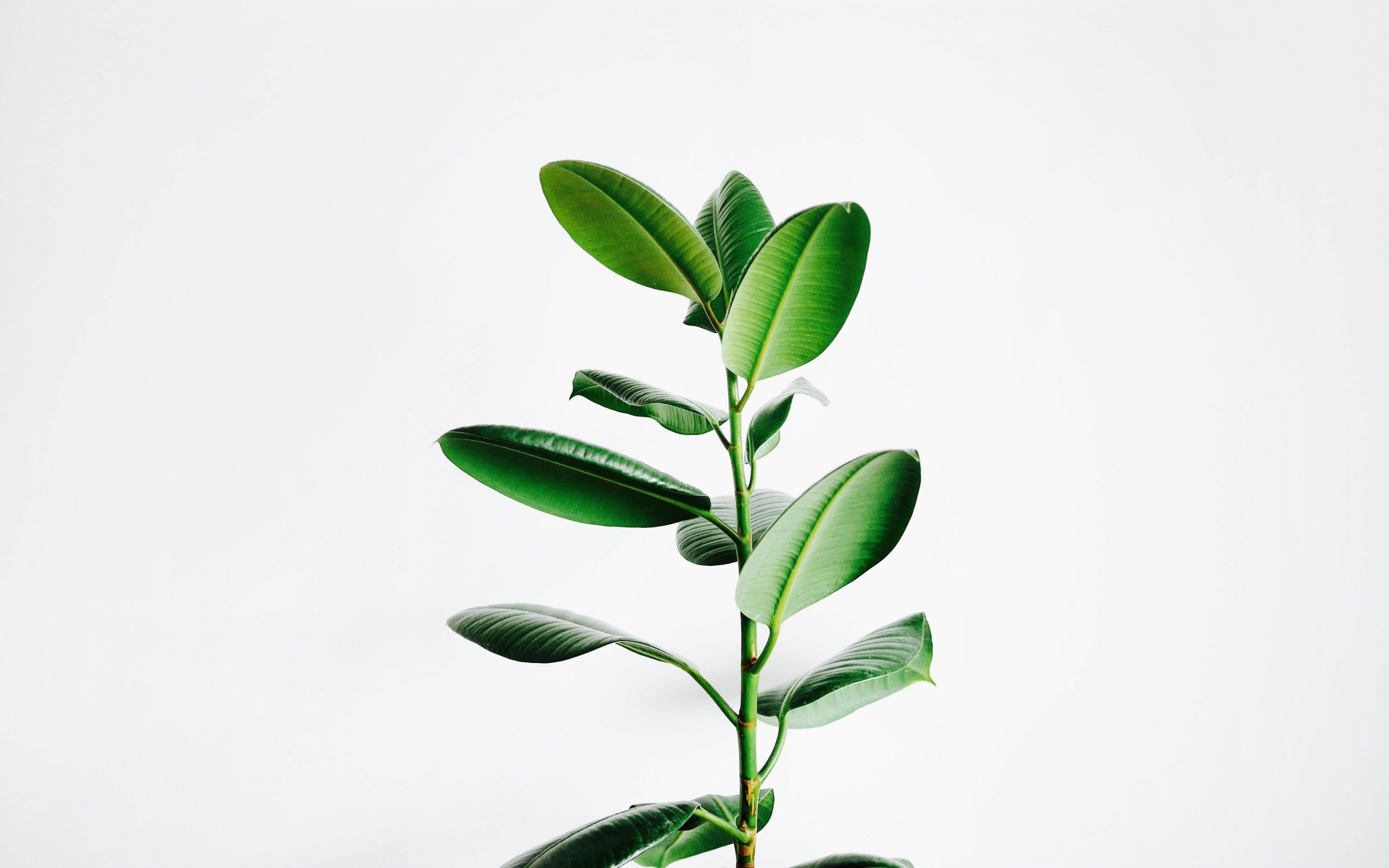 Aesthetic Minimalist Plant Wallpaper Computer