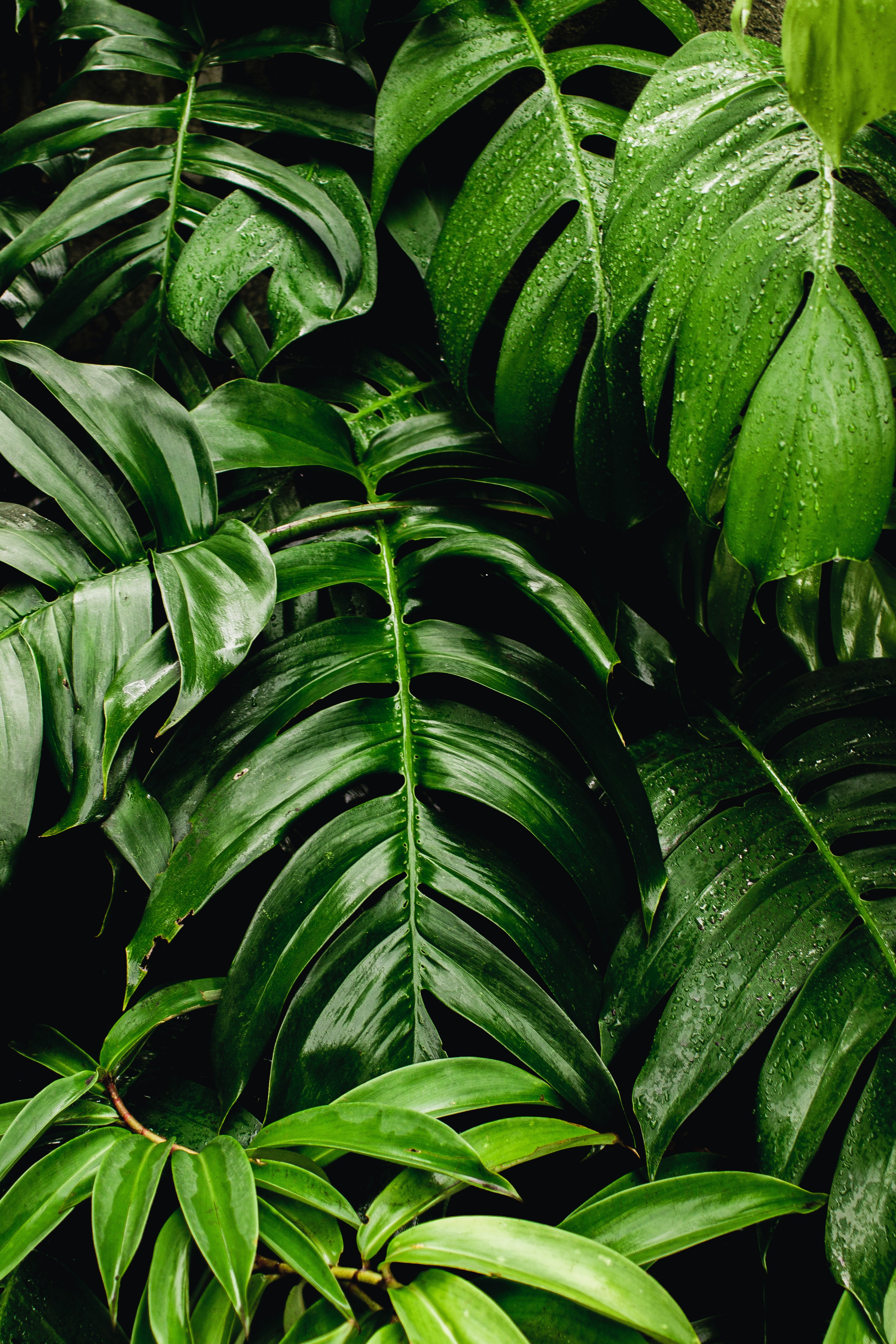 Green Plants Photo, Download The BEST Free Green Plants & HD Image