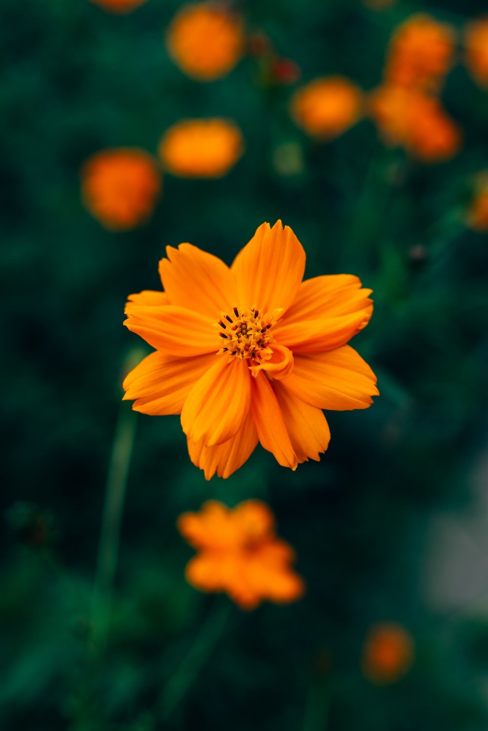 Orange Flower Picture. Download Free Image