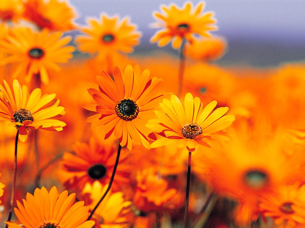 Orange Flower Wallpaper