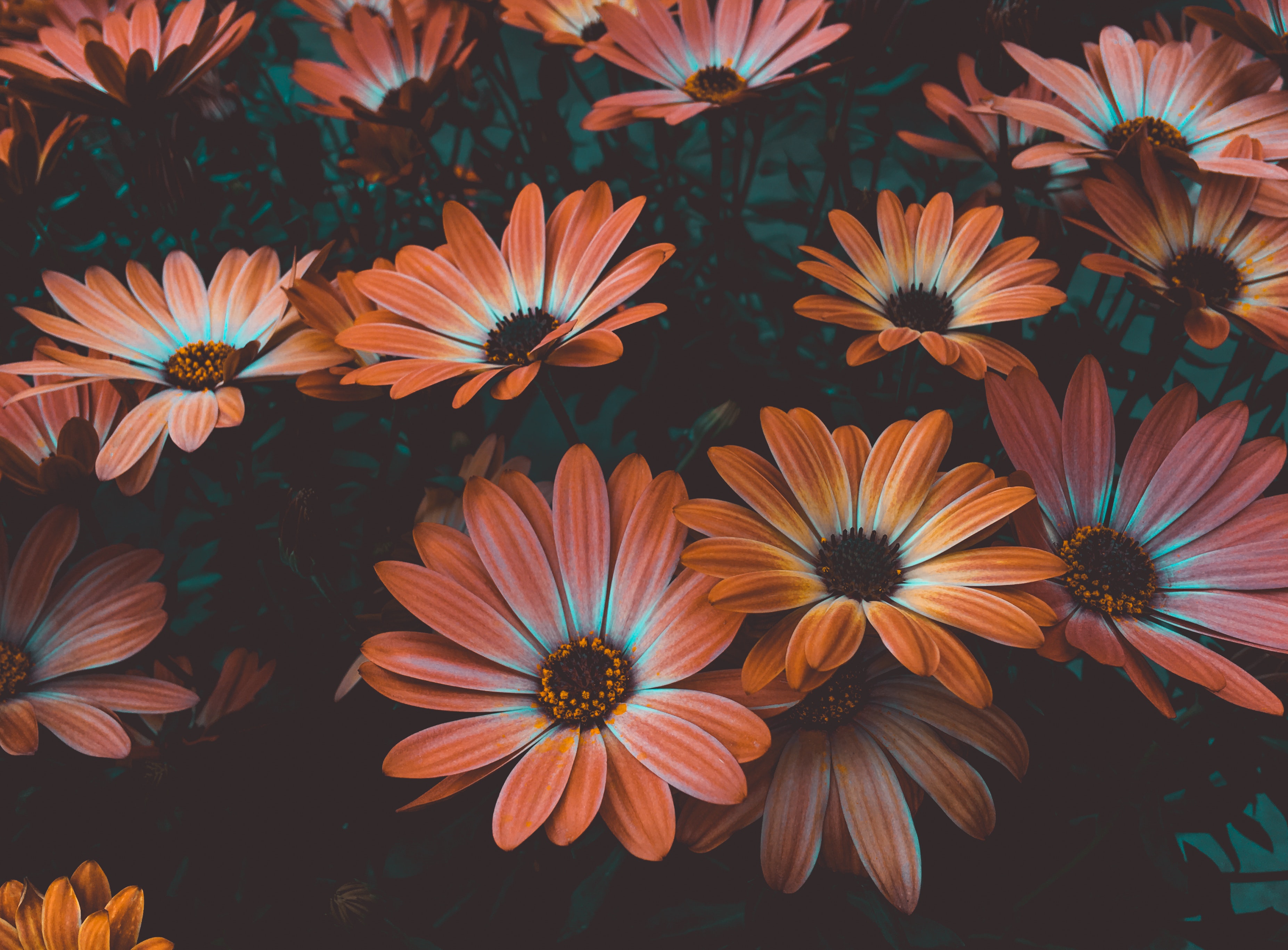Orange Flowers Photo, Download The BEST Free Orange Flowers & HD Image