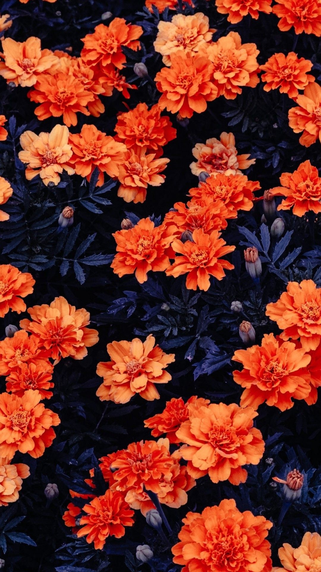 Orange Floral iPhone Wallpaper Free Orange Floral iPhone Background