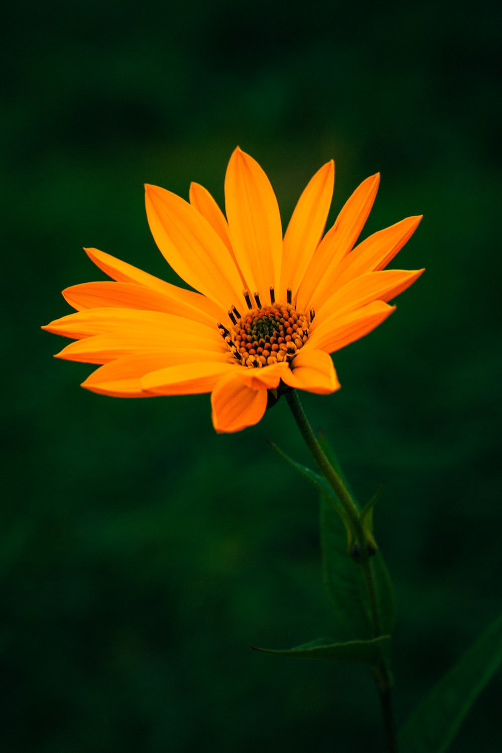 Orange Flower Picture. Download Free Image