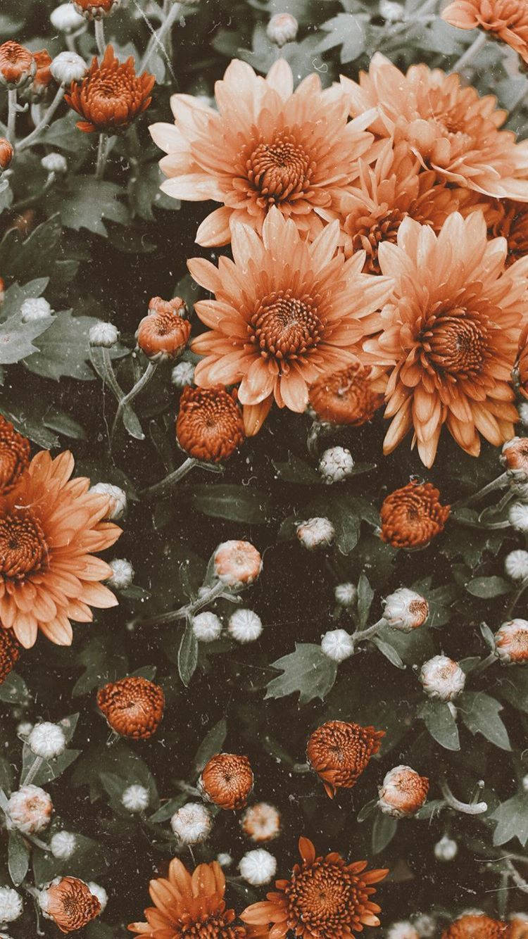 Download Orange Flower iPhone Wallpaper