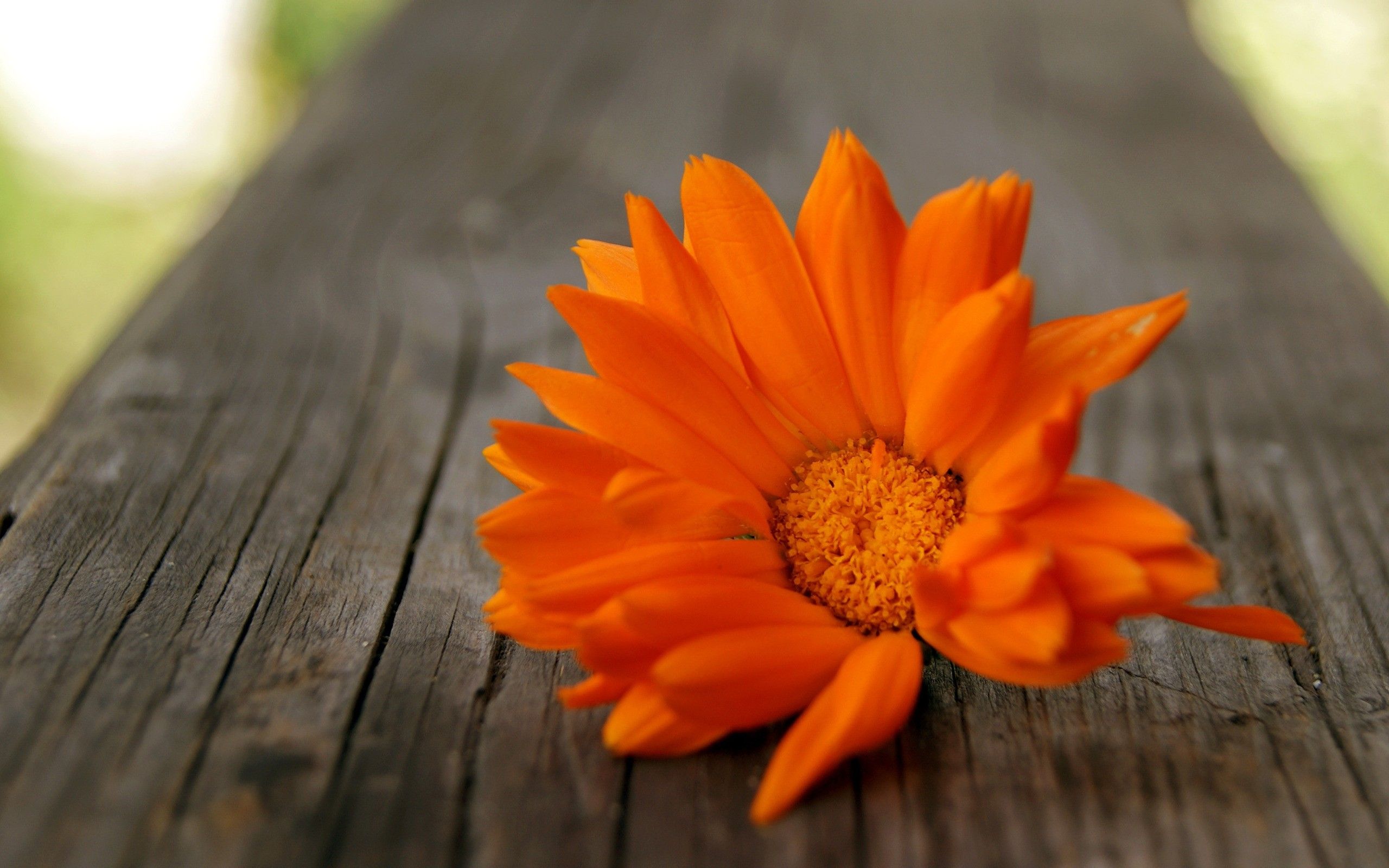 Orange Flower Desktop Wallpaper Free Orange Flower Desktop Background