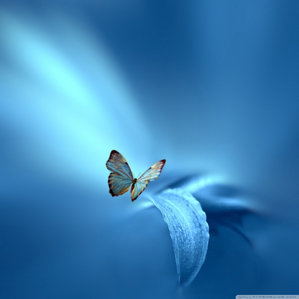 Butterfly, Blue Background Ultra HD Desktop Background Wallpaper for 4K UHD TV, Widescreen & UltraWide Desktop & Laptop, Tablet
