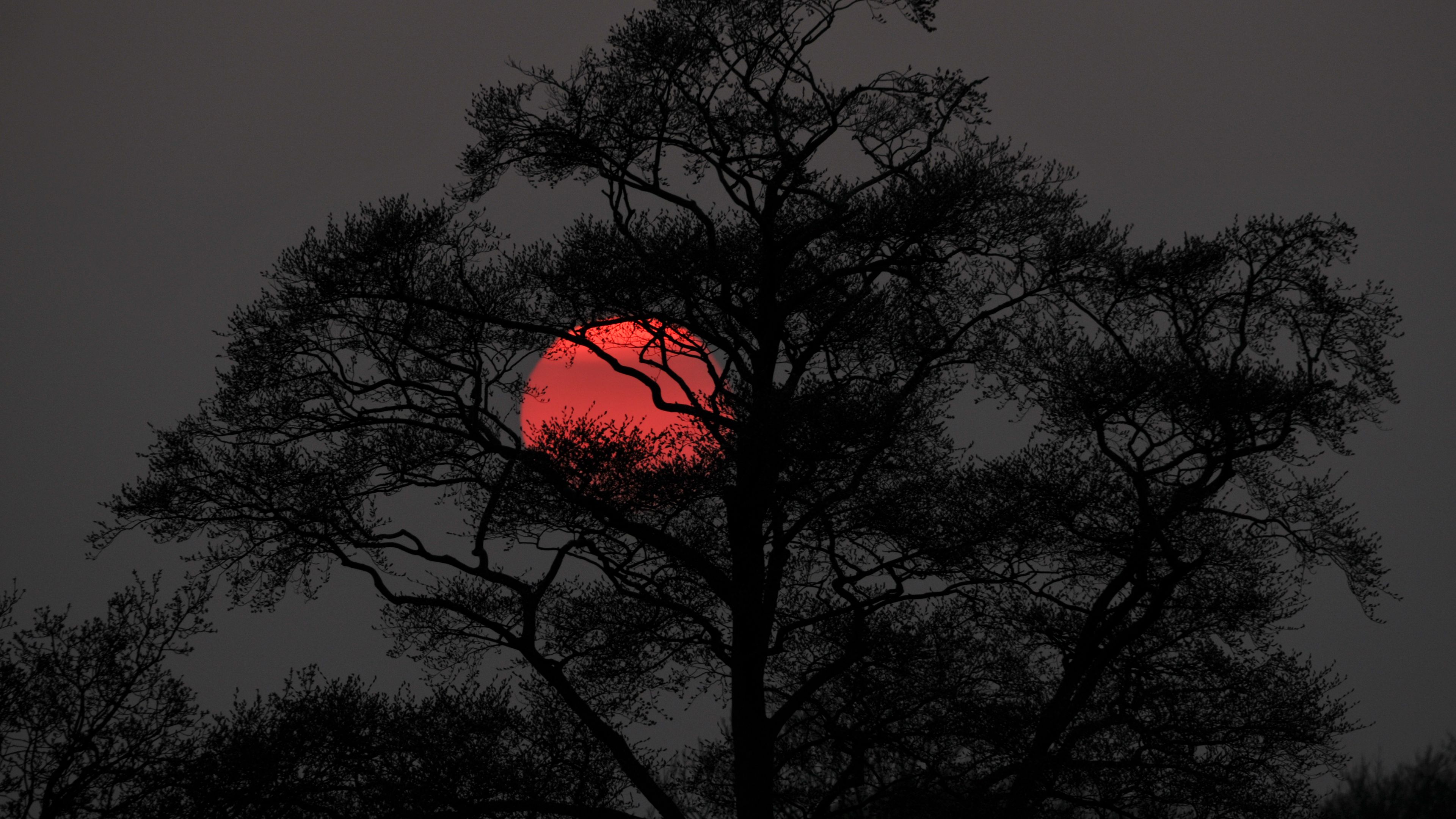 Download wallpaper 3840x2160 tree, sun, sunset, dusk, dark, nature 4k uhd 16:9 HD background