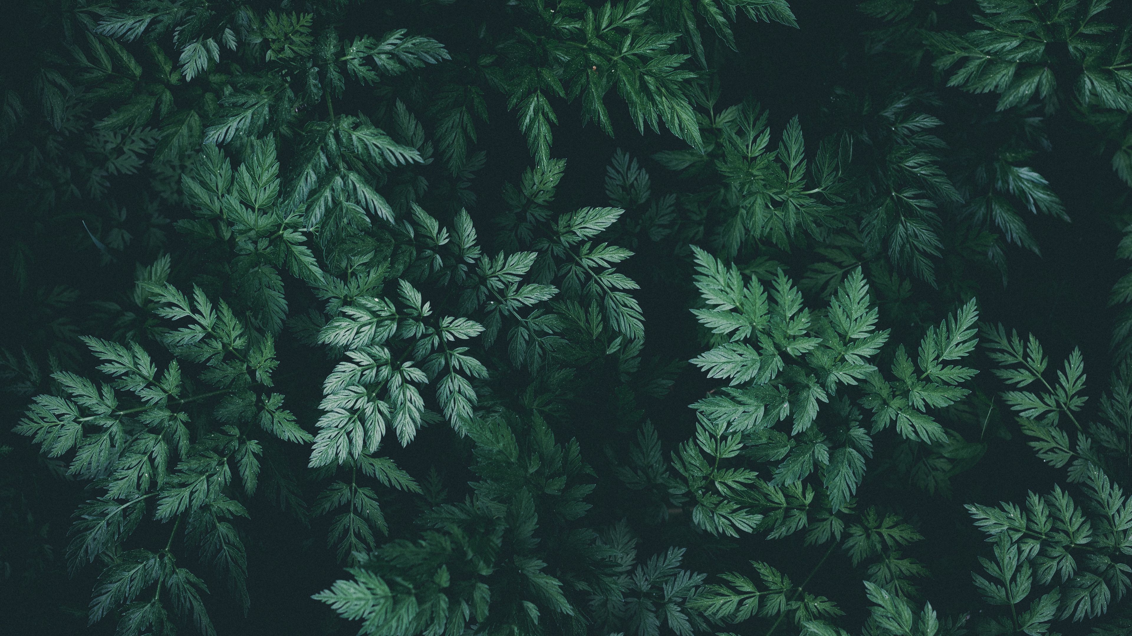 Wallpaper / leaves, green, dark, plant, 4k free download