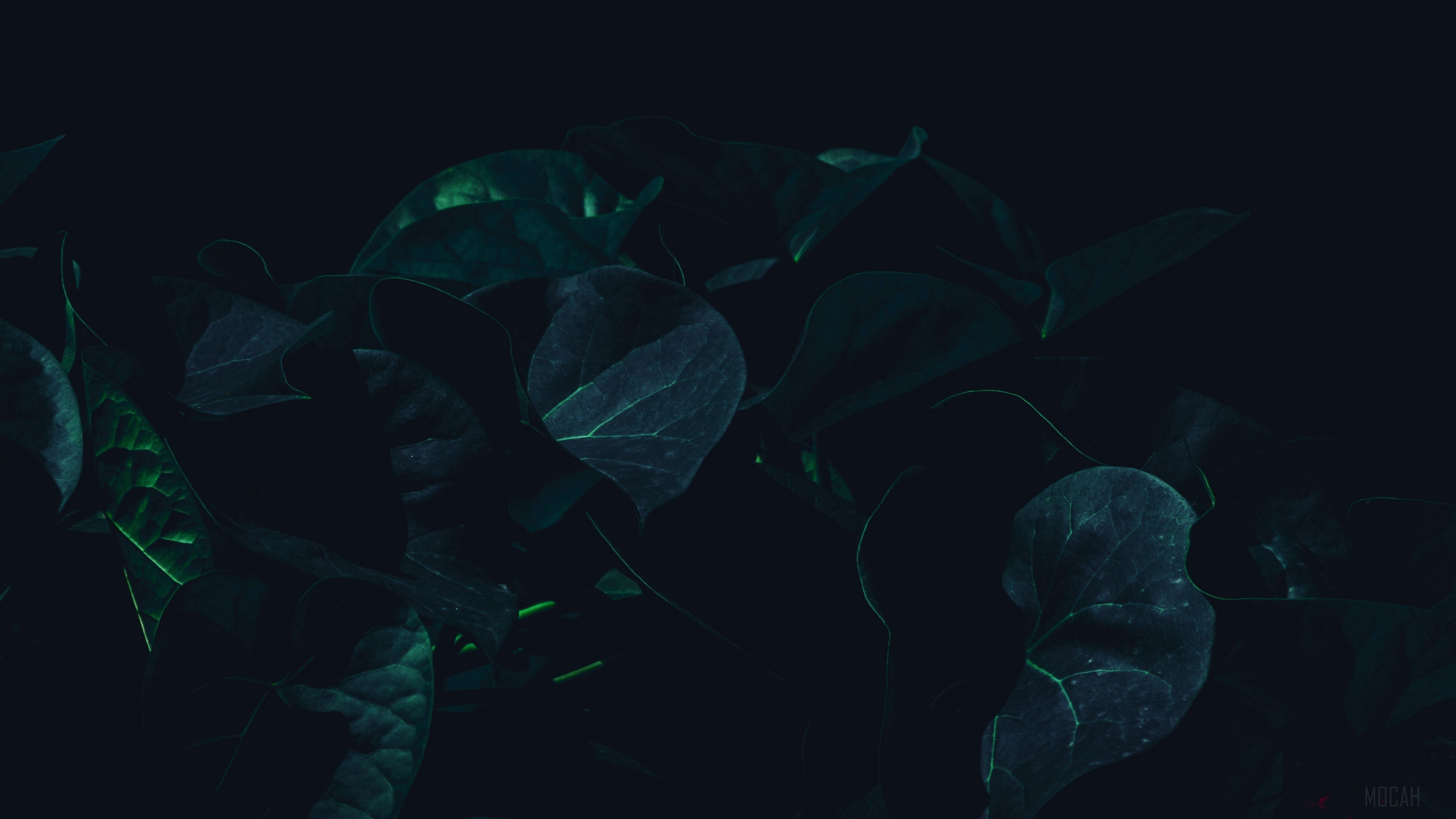 leaves, plant, dark, green, shade 4k Gallery HD Wallpaper