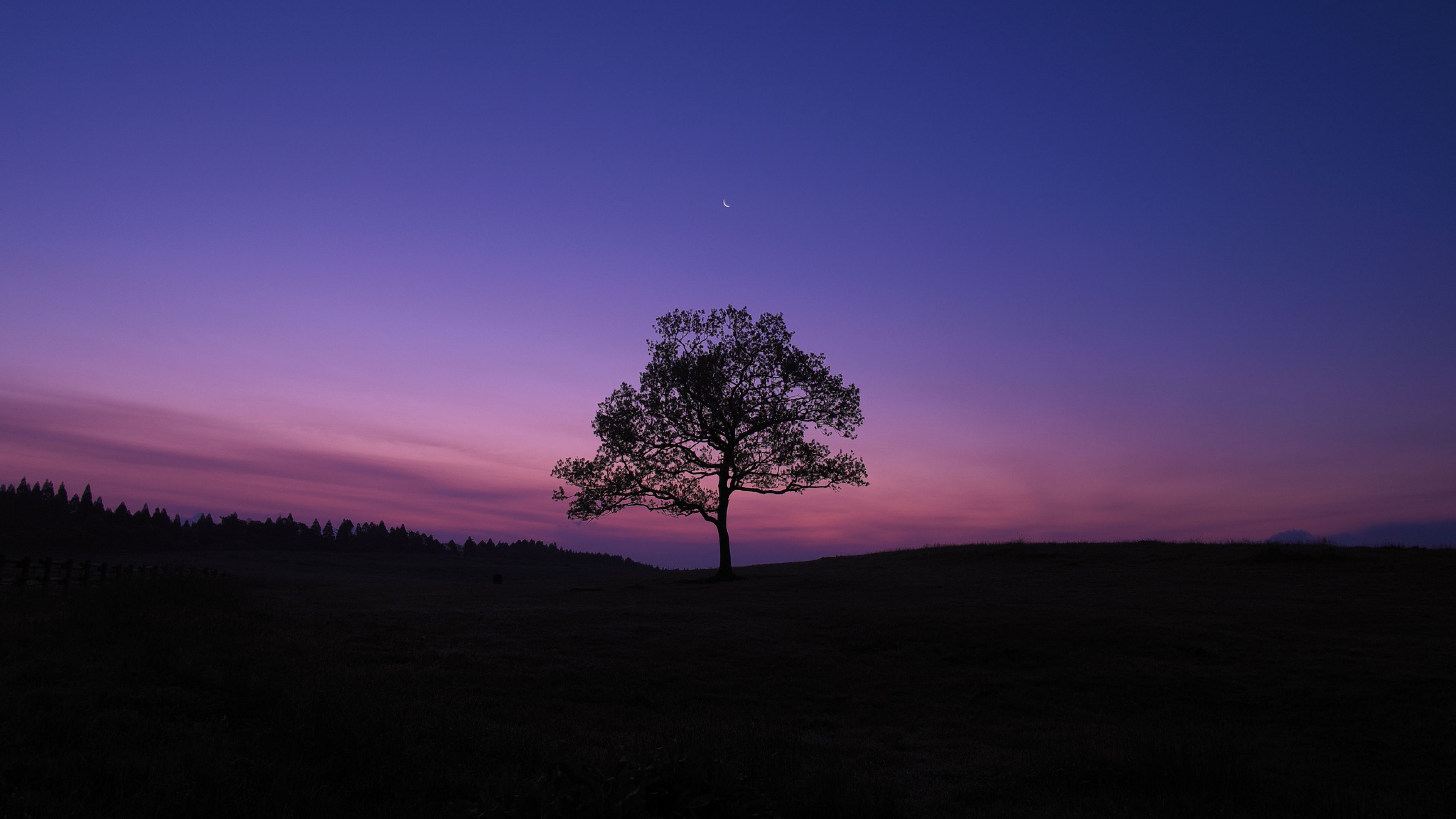 Dark Sky Tree Purple Sky Nature 4K Wallpaper, HD Nature 4K Wallpaper, Image, Photo and Background Den. Purple sky, Dark skies, Wallpaper