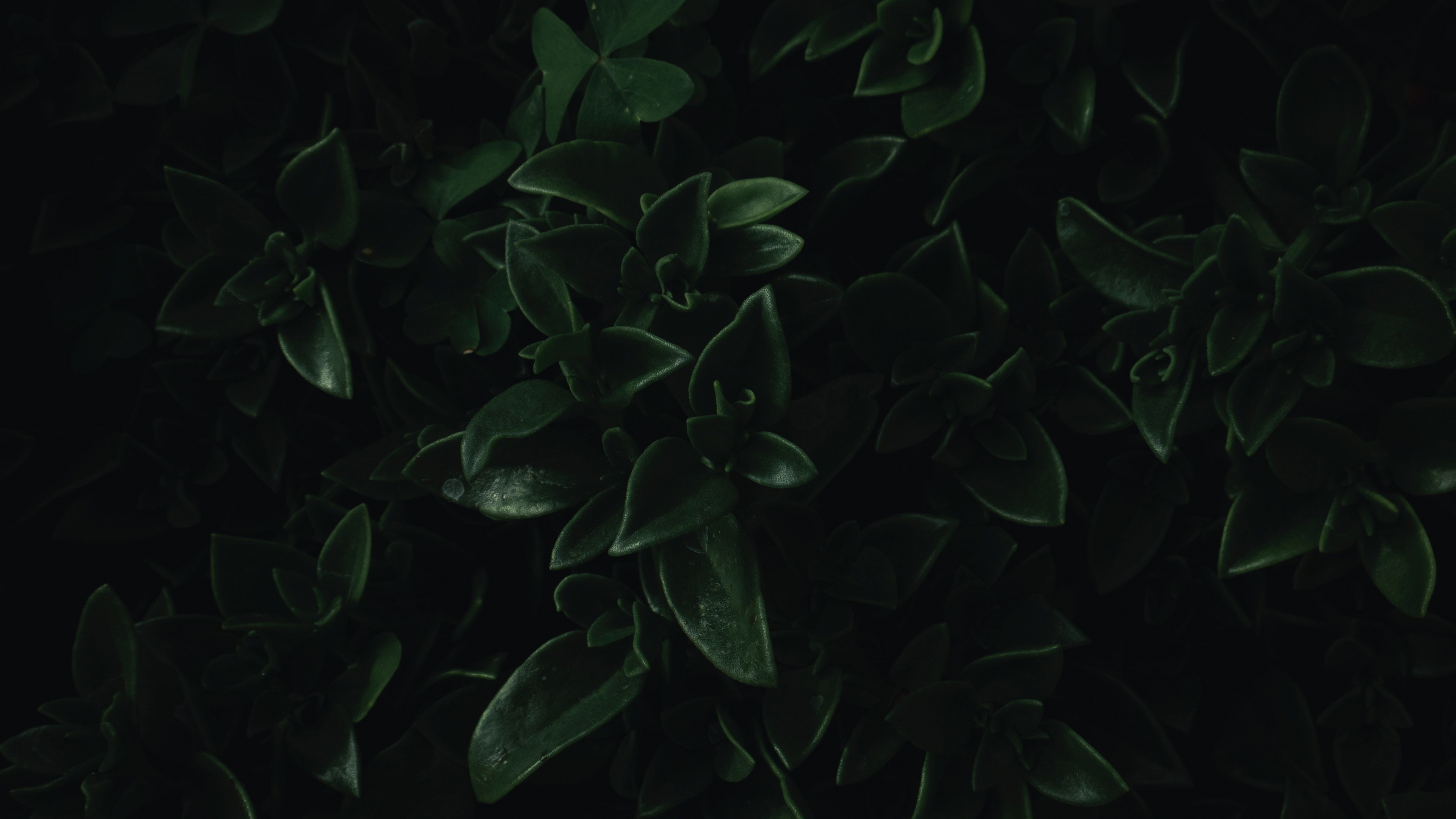 Free download Download 3840x2160 green leaves close up dark portrait 4k [3840x2160] for your Desktop, Mobile & Tablet. Explore 4K Leaves Wallpaper. Red Leaves Wallpaper, Wallpaper Fall Leaves, Autumn Leaves Background