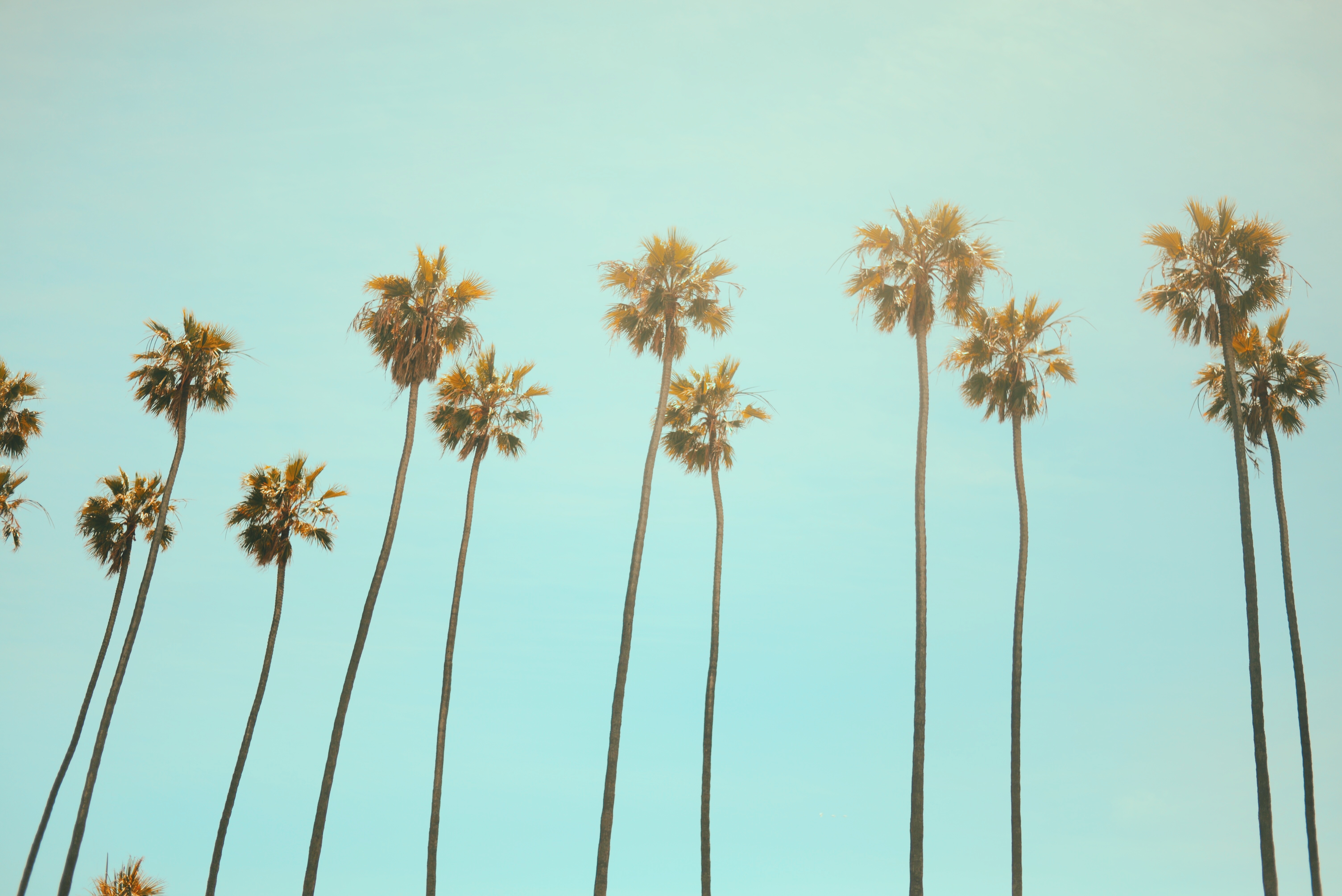 6016x4016 californium, tree, travel, los angeles, santa monica, vintage, PNG image, pattern, la, sky, forest, palm tree, line, coast, blue sky, holiday, beach, nature, summer, vacation Gallery HD Wallpaper