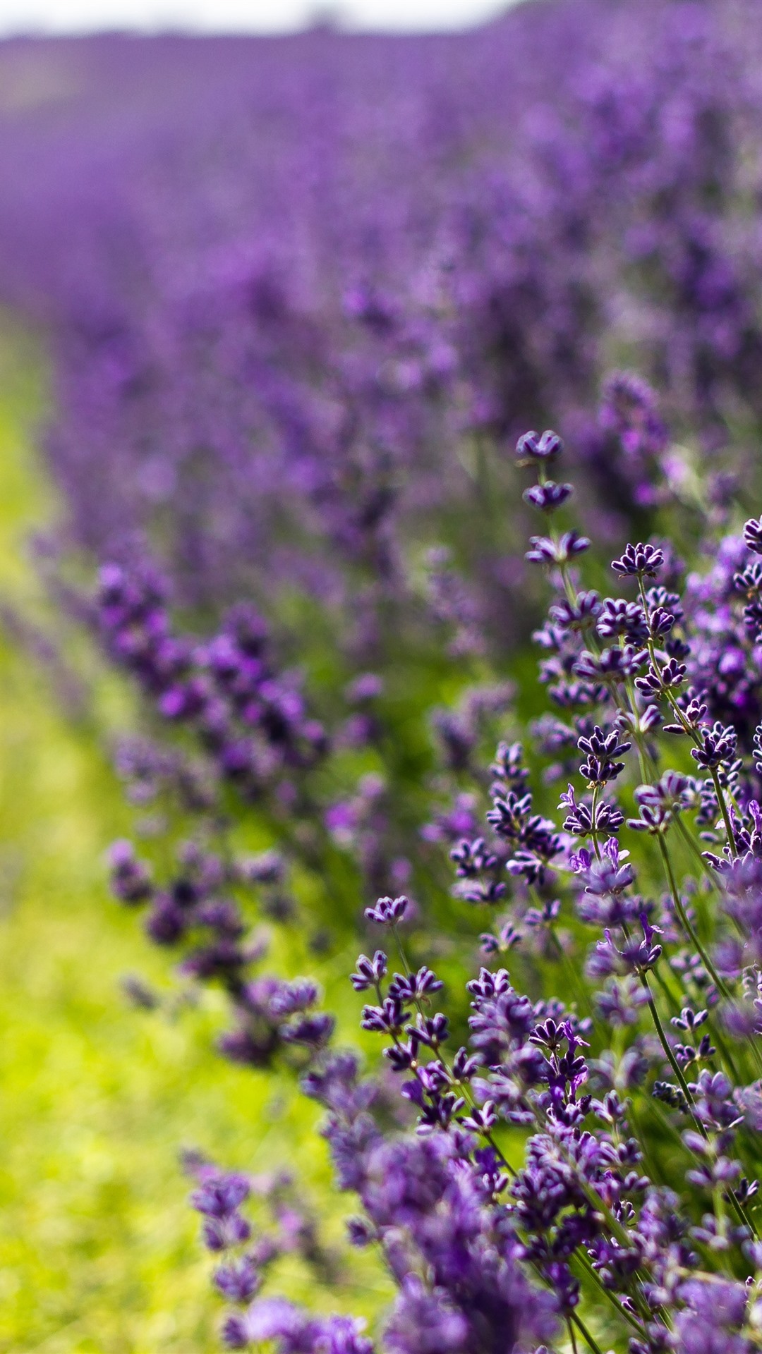 Wallpaper Lavender, purple flowers, summer 3840x2160 UHD 4K Picture, Image