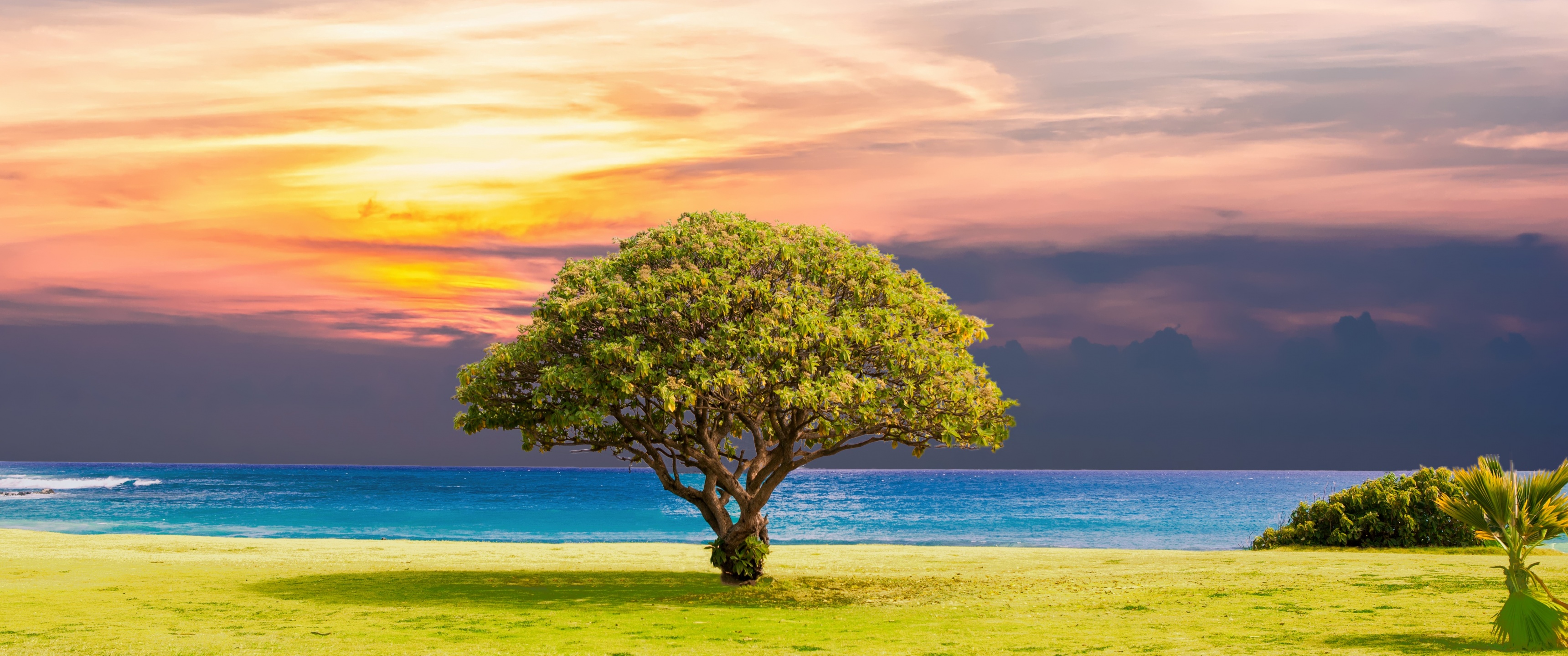 Green Tree Wallpaper 4K, Ocean view, Grassland, Nature