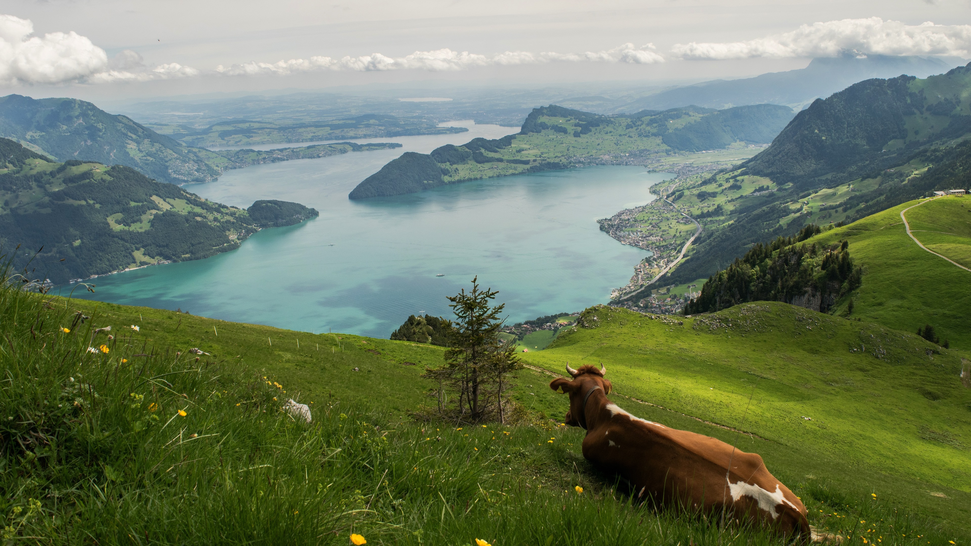 Wallpaper Switzerland, river, mountains, slope, cow 3840x2160 UHD 4K Picture, Image