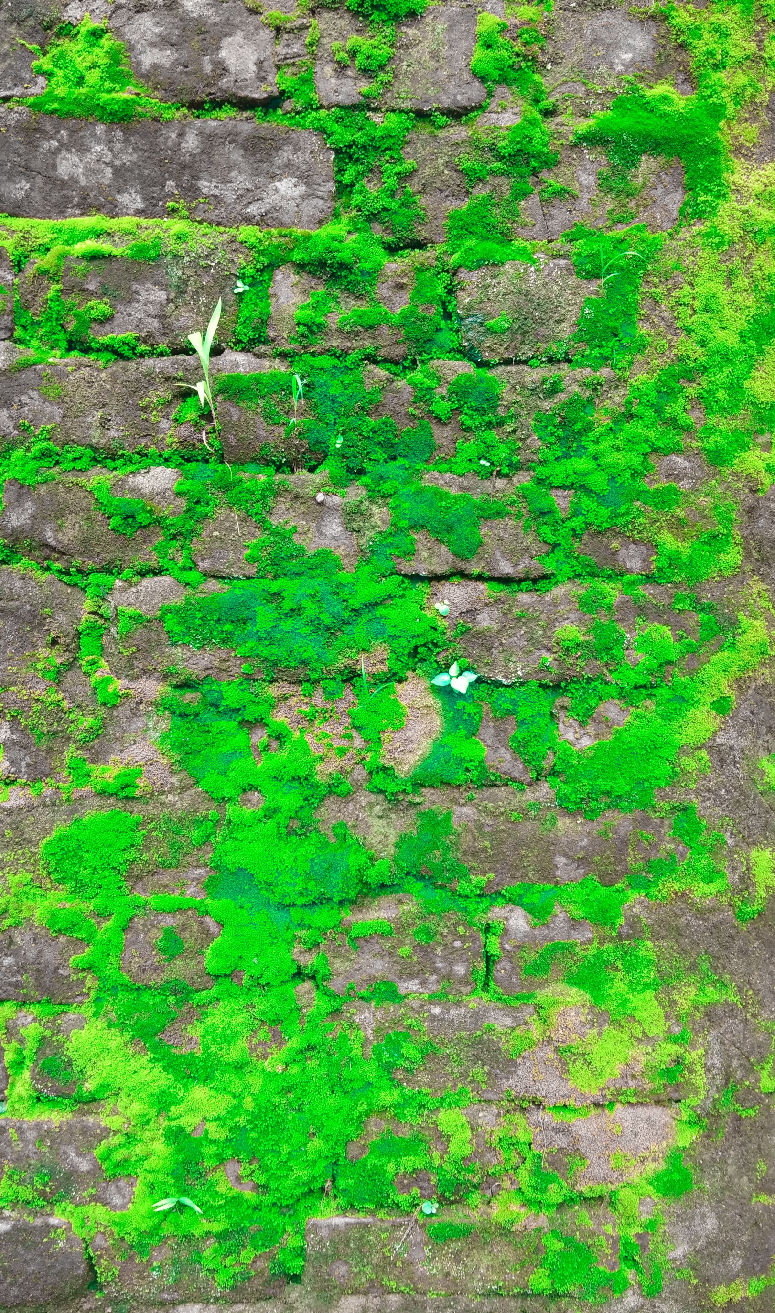 Free of 4k wallpaper, android wallpaper, beauty in nature