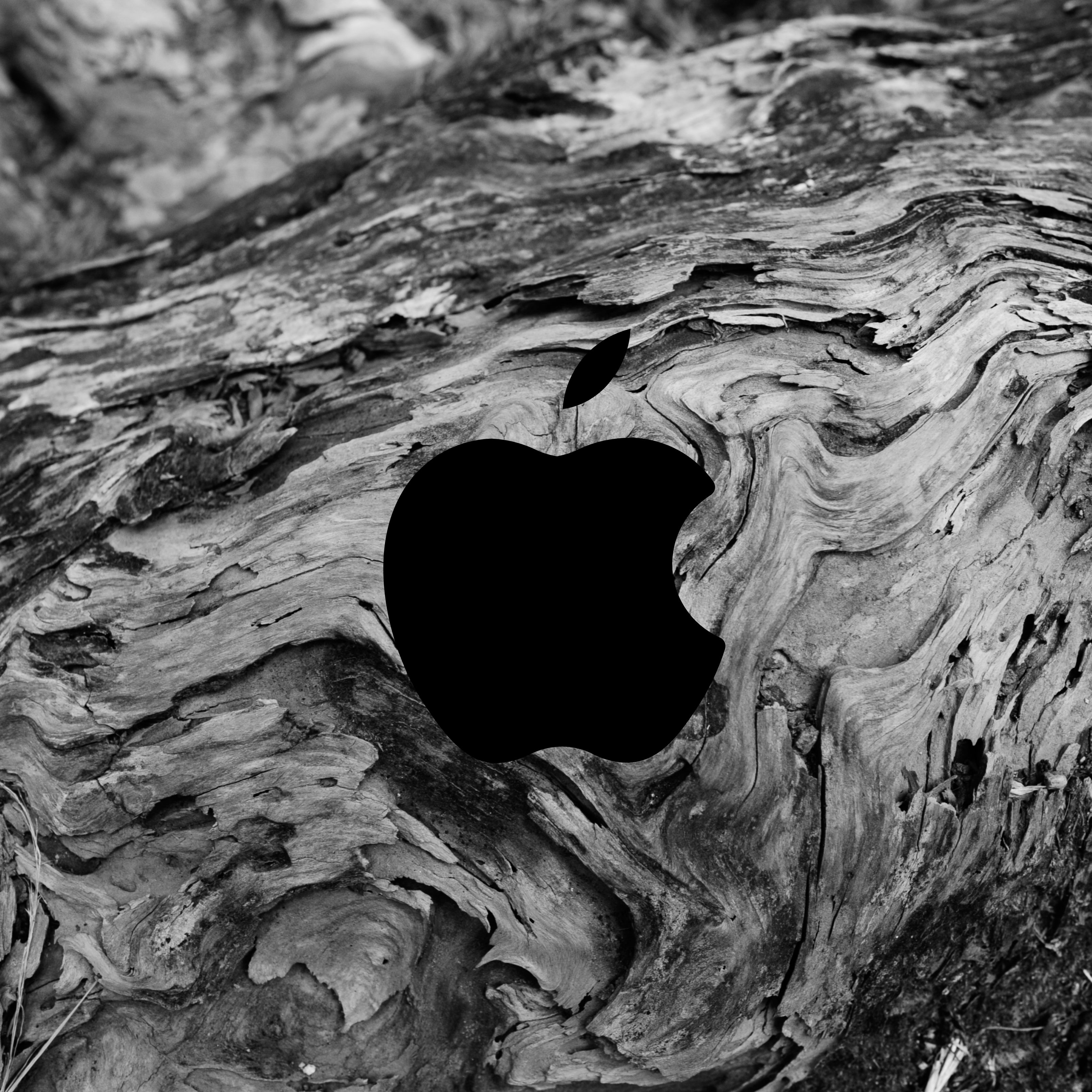 Apple Logo Abstract Wood Texture Pattern iPad Wallpaper iPad Wallpaper 4k iPad Wallpaper 5k free download iPad Pro, iPad Mini, iPad Air, iOS, iPadOS, Parallax, iPad retina Wallpaper