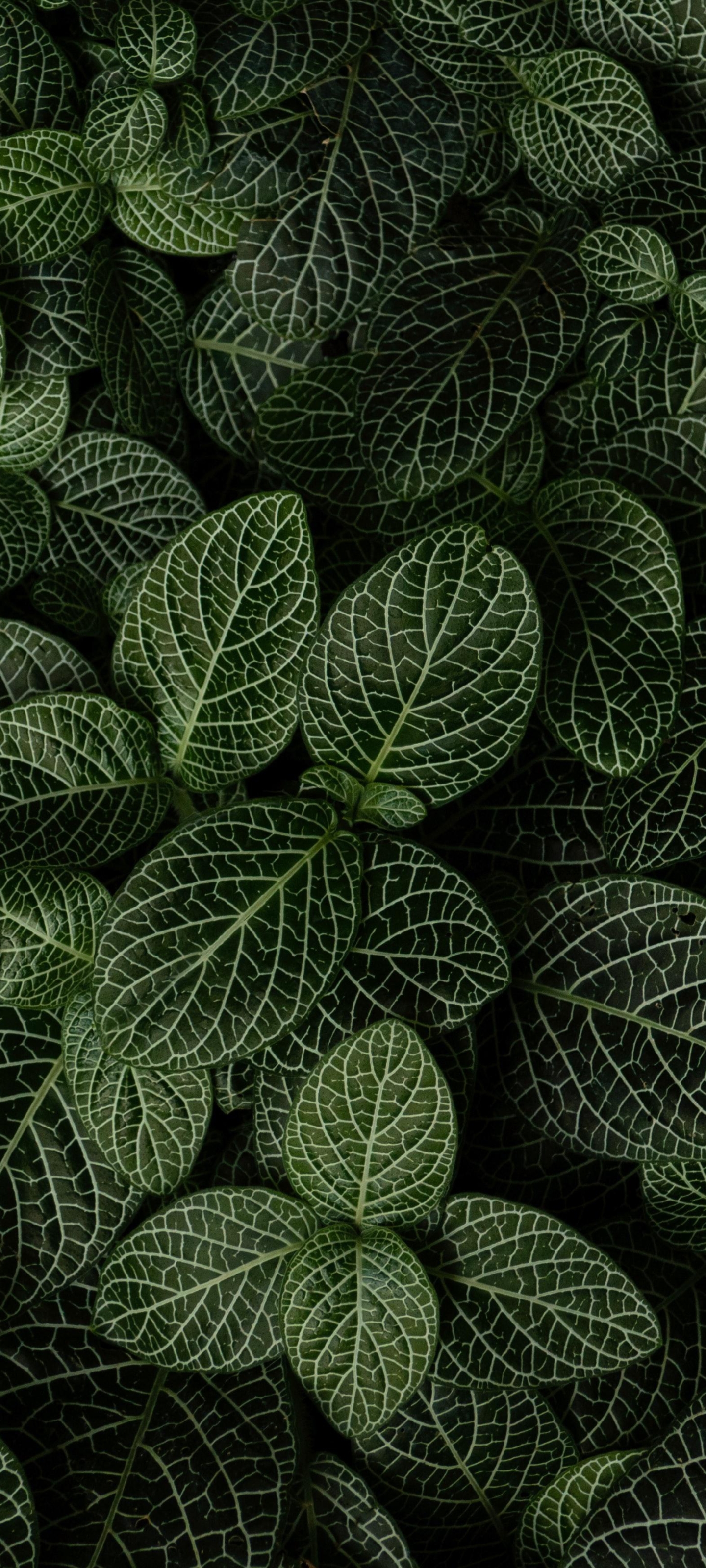 Plant Phone Wallpaper