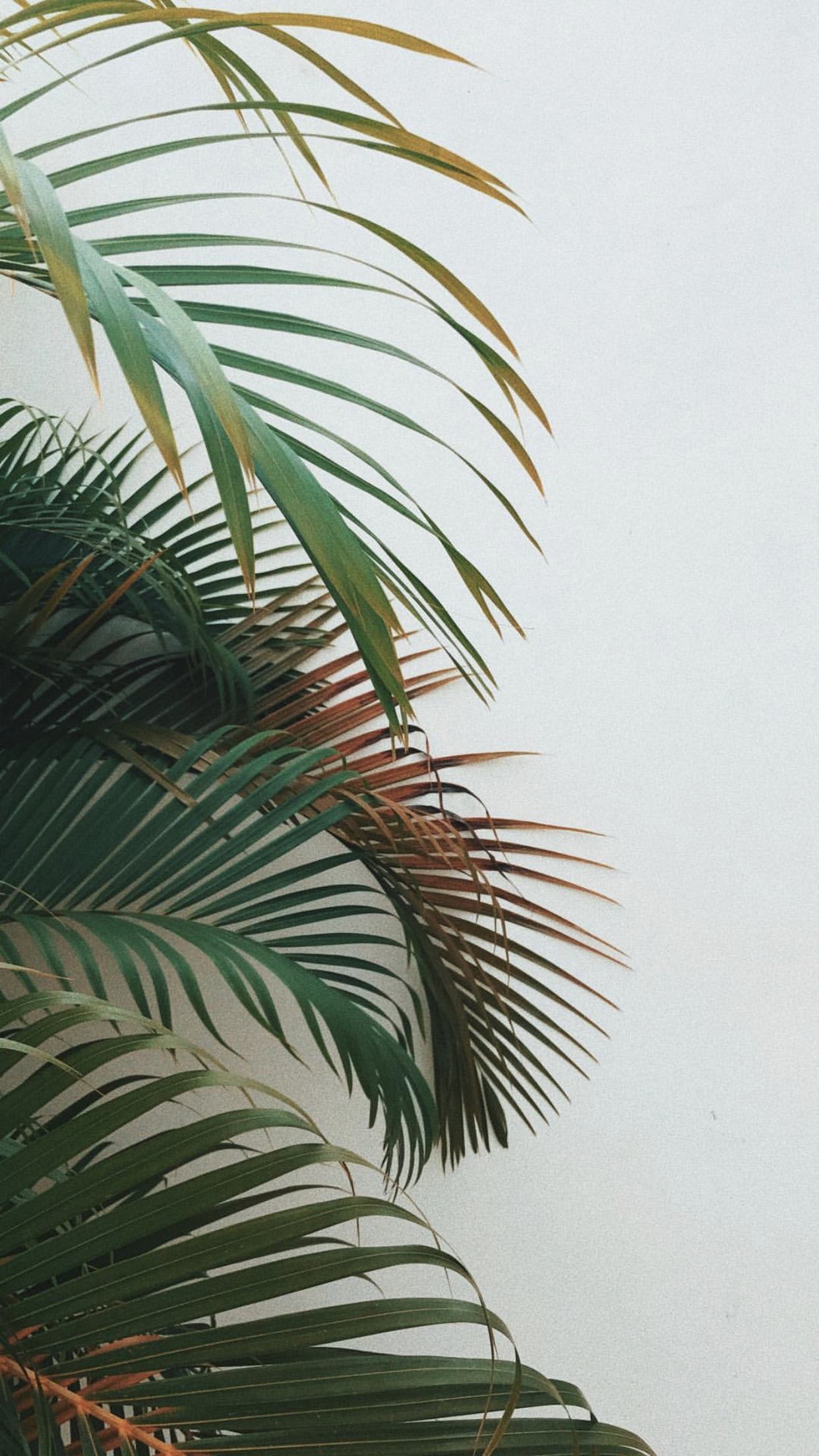 Plant Aesthetic Phone Wallpaper Free Plant Aesthetic Phone Background