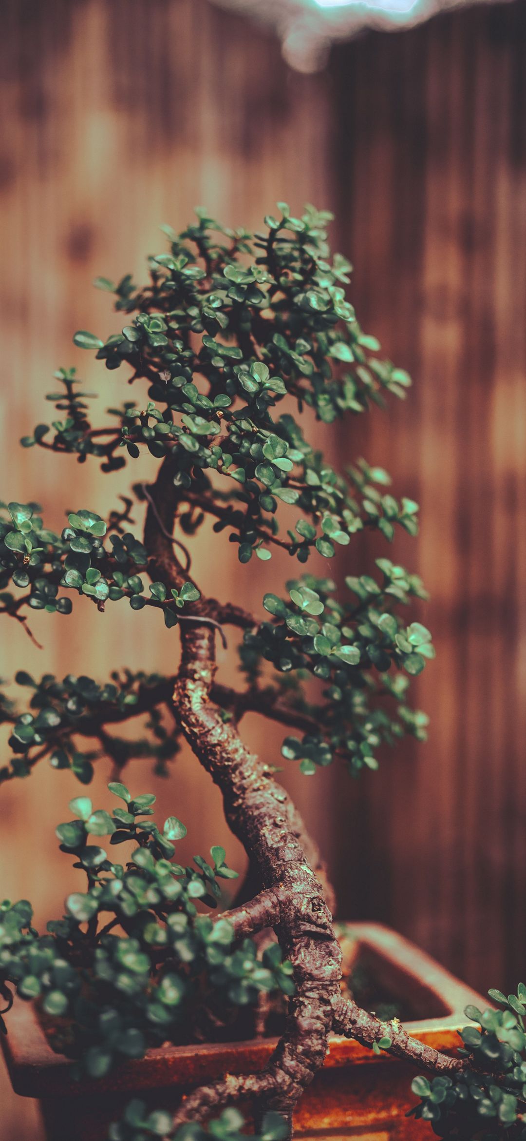 Plant Phone Wallpaper [1080x2340]