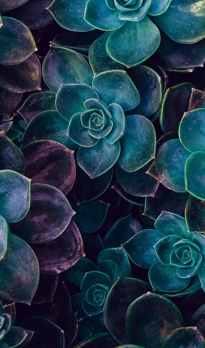 plant #phonewallpaper #iphone #wallpaper #nature #suculent. Digital wallpaper, Phone wallpaper, iPhone wallpaper