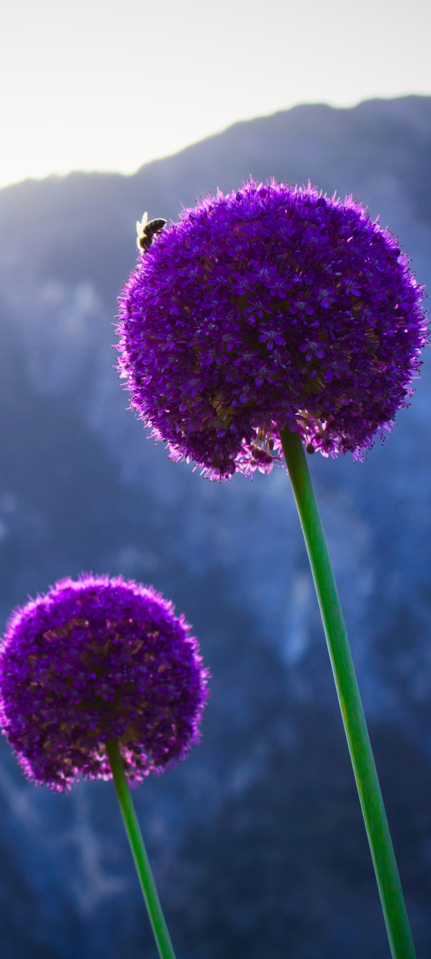 Wallpaper / Earth Flower Phone Wallpaper, Nature, Plant, 1440x3200 free download