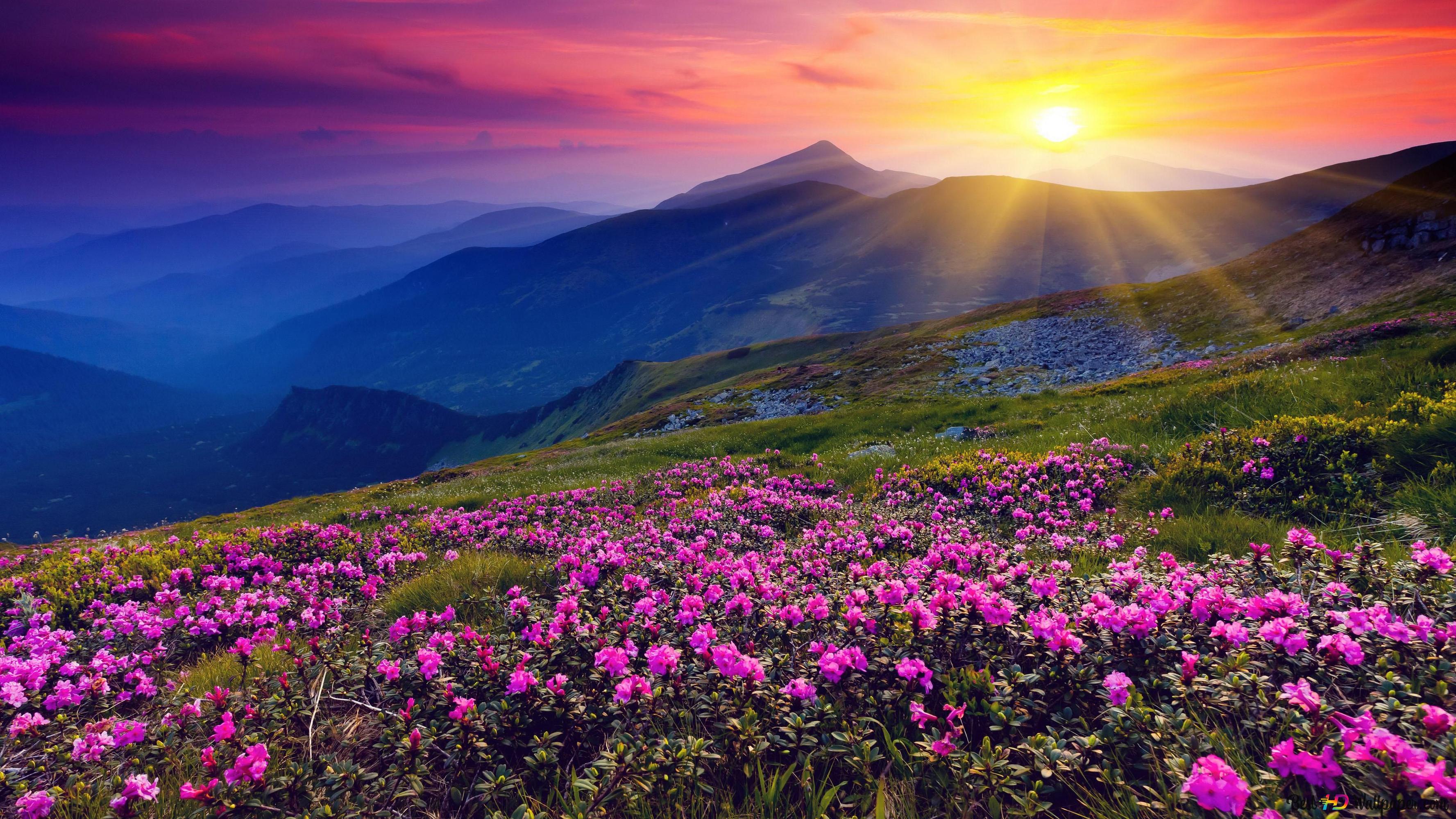 Mountain silhouettes and field of pink flowers at sunset 4K wallpaper download