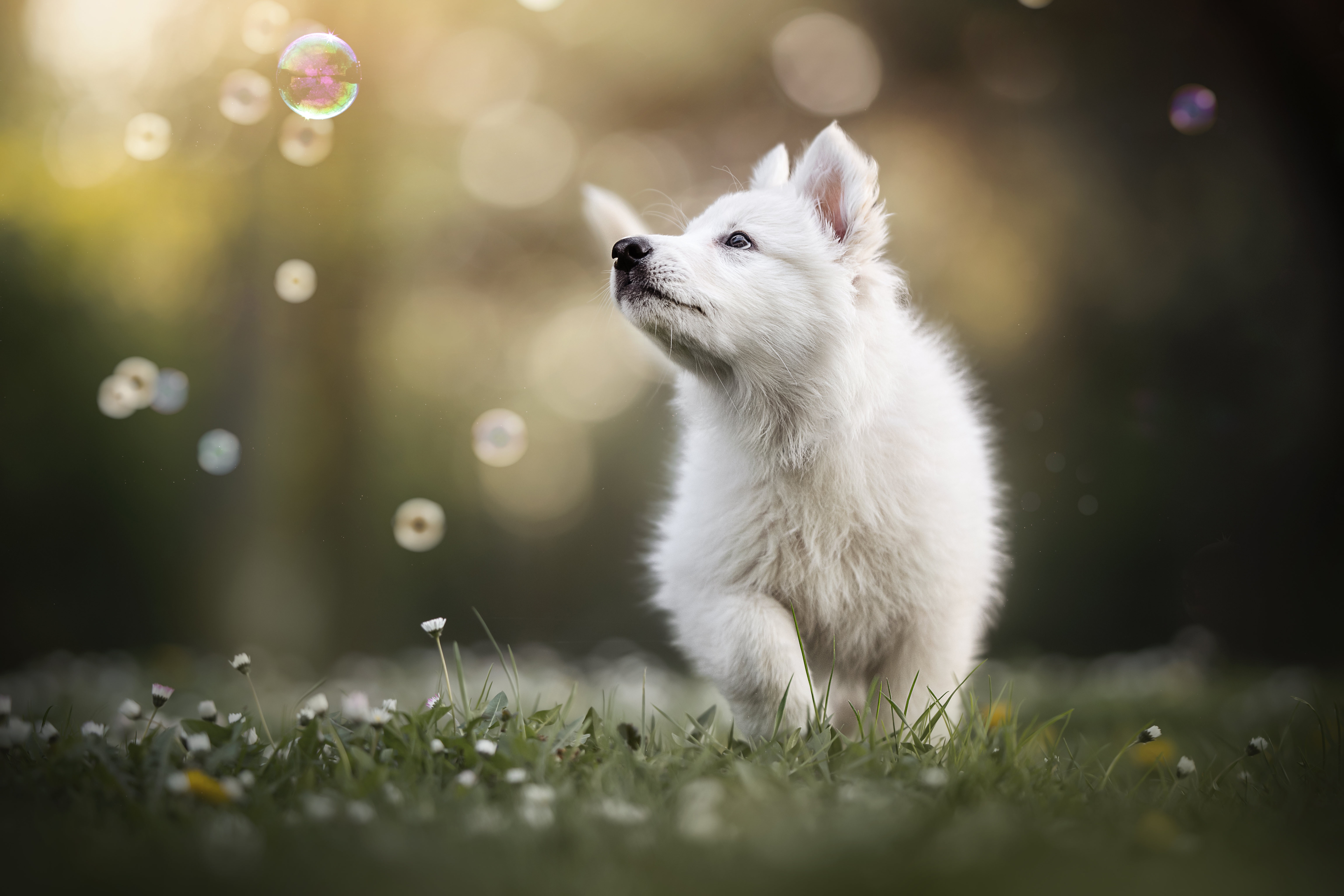 4K Puppy Wallpaper and Background Image