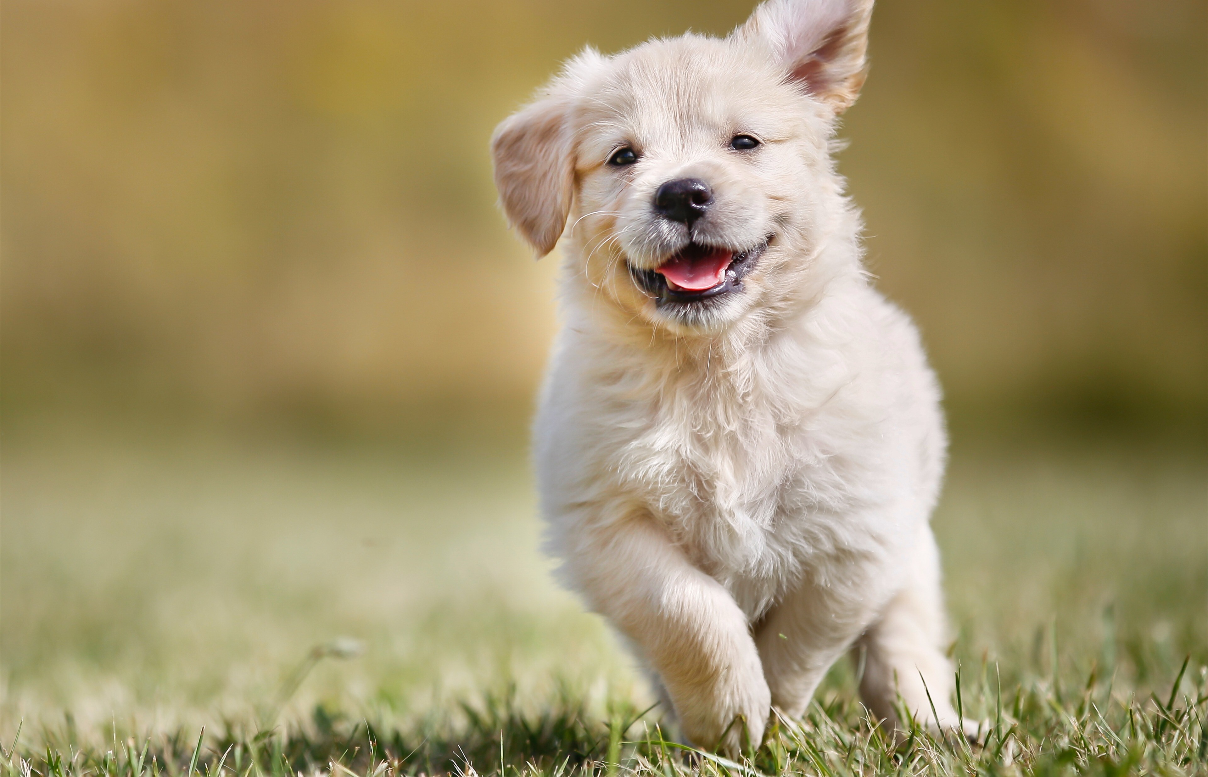 Beautiful Dog Puppy 4K Wallpaper