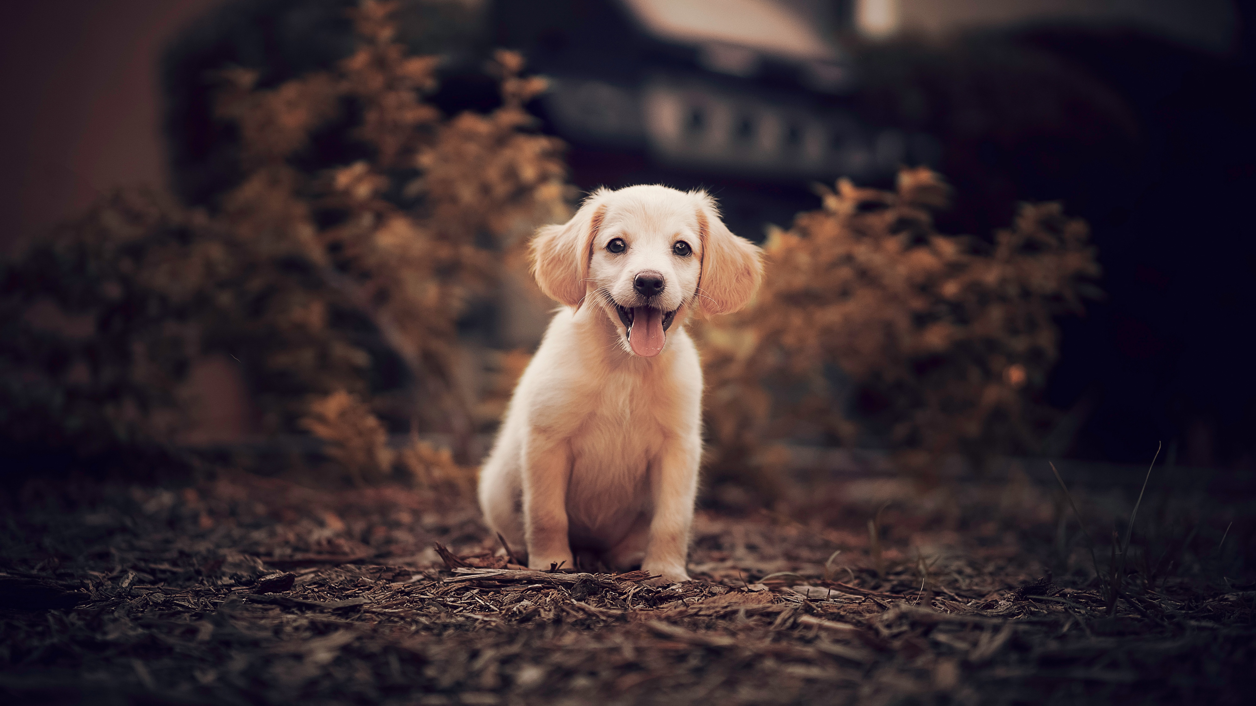 Puppy 4K, Pet, Baby Animal, Golden Retriever, Dog Gallery HD Wallpaper
